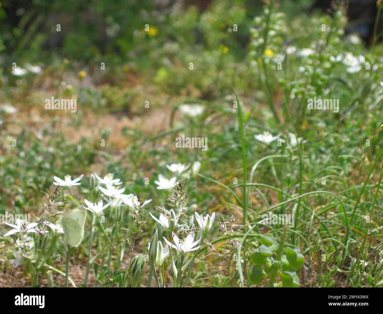 Photo inspiration: Gallery Detail: Nature And Traditional Turkish House Landscapes In Summer From The
