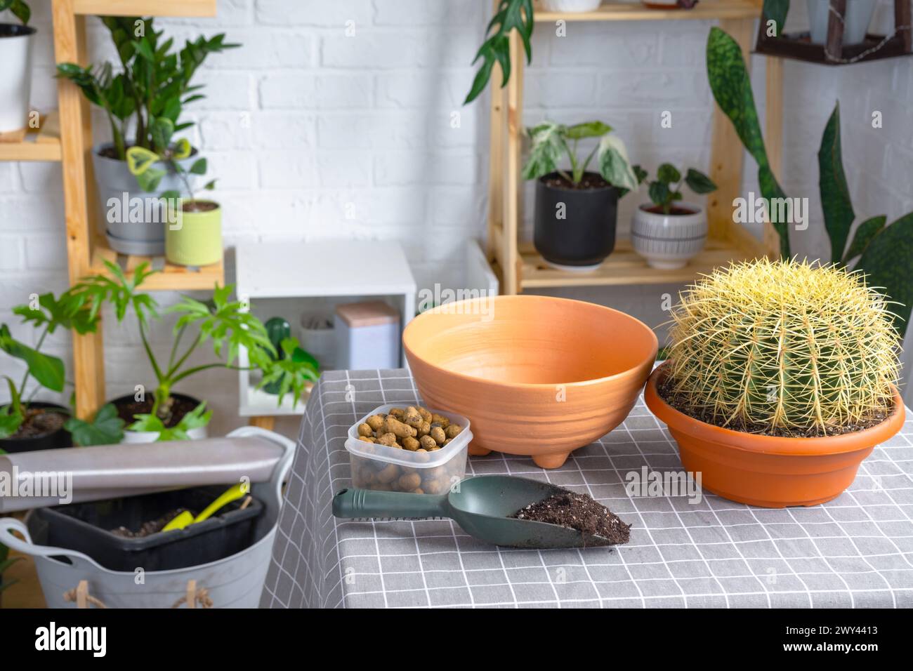 Repotting overgrown home plant large spiny cactus Echinocactus Gruzoni