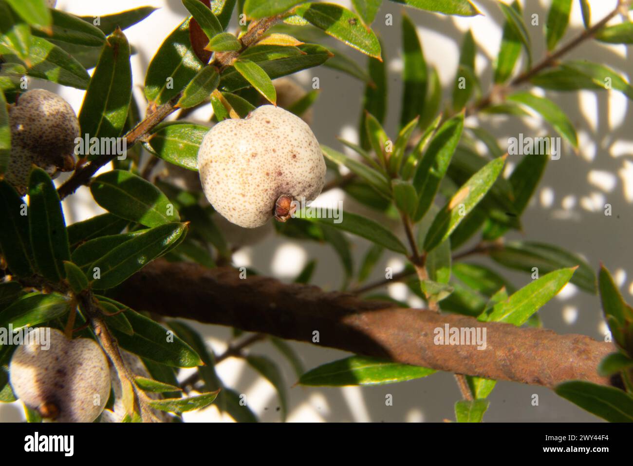 Macro shot of the Austromyrtus dulcis, Midyim Berry one of the Australian native edible plants used by First Nations Peoples as Bush Food Stock Photo
