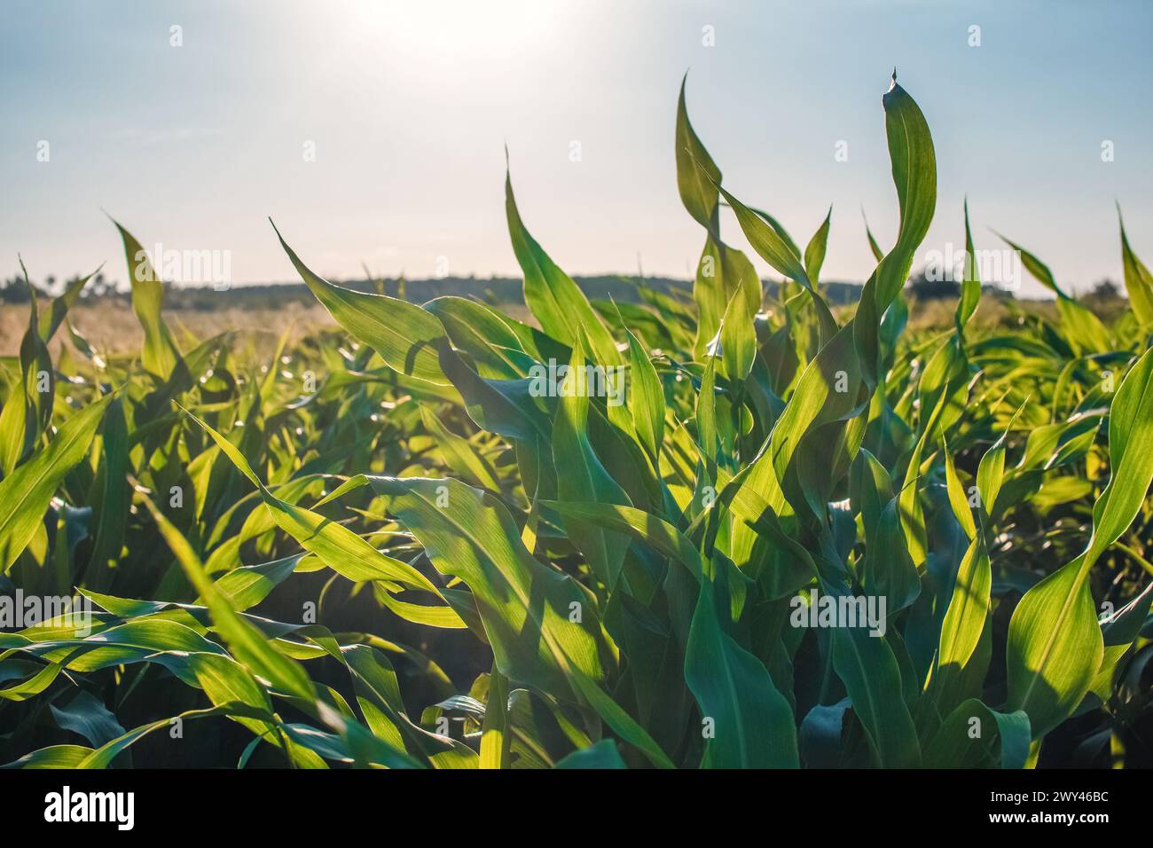 Summer day highlights the agricultural field which is growing in neat ...