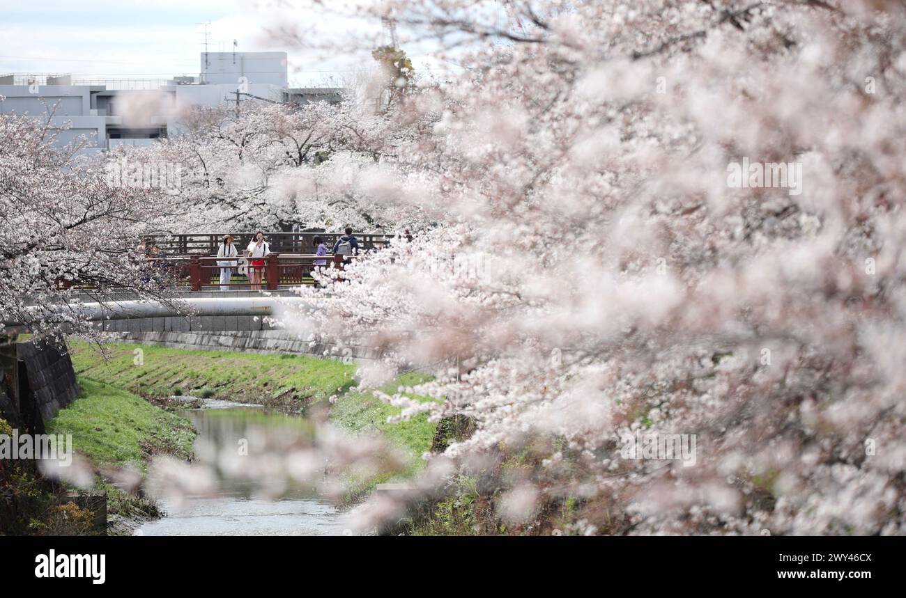 Cherry Blossoms are in full bloom along the Yamazaki River in Nagoya ...