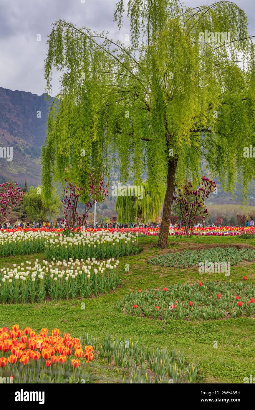 Indira Gandhi Memorial Tulip garden, Srinagar, Kashmir, India Stock Photo