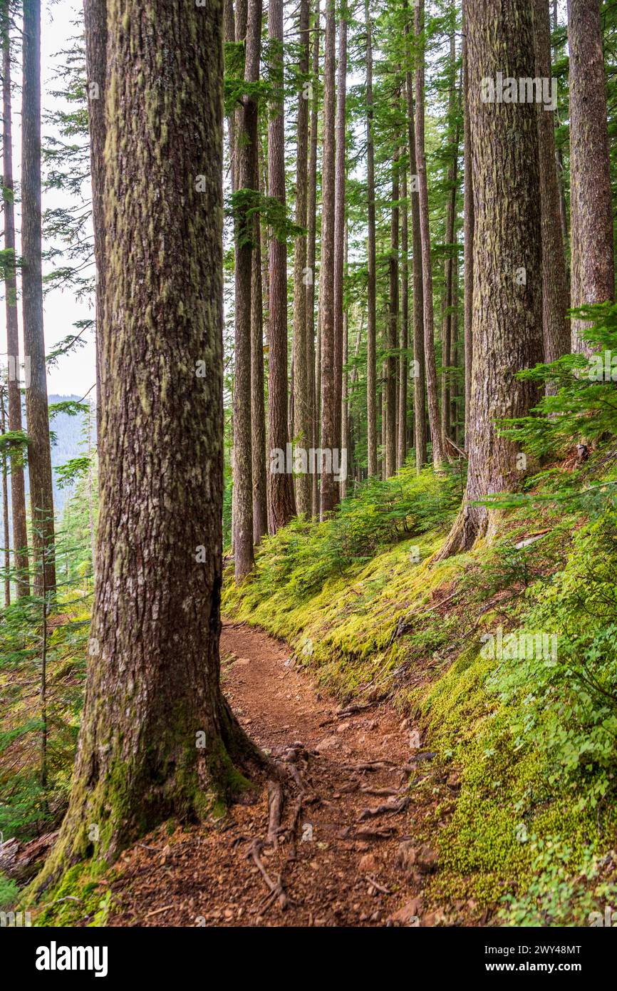 A Trail at Mount Ellinor in the Olympic National Forest in Washington State, USA Stock Photo