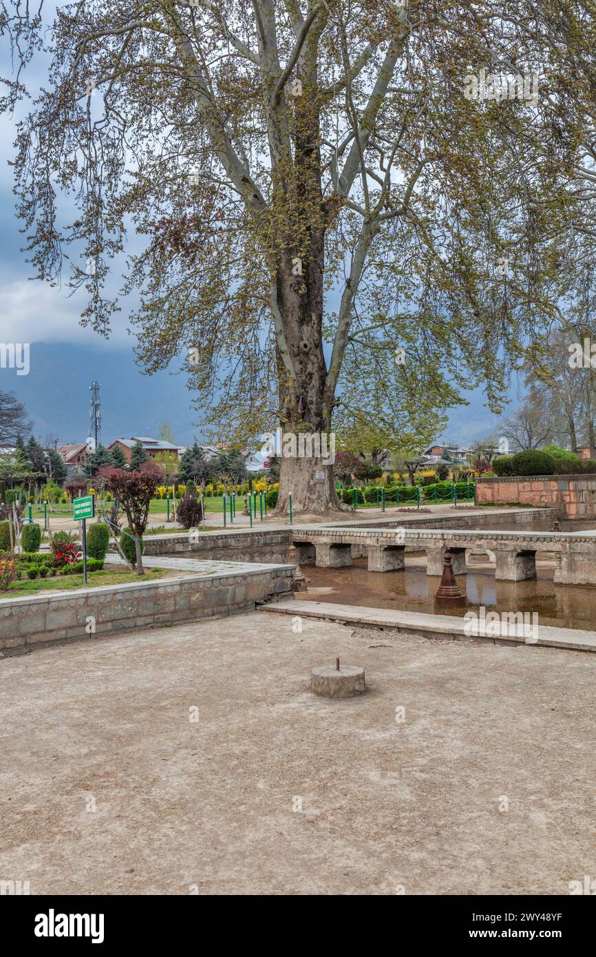 Shalimar Bagh, Mughal garden, 17th century, Srinagar, Kashmir, India Stock Photo