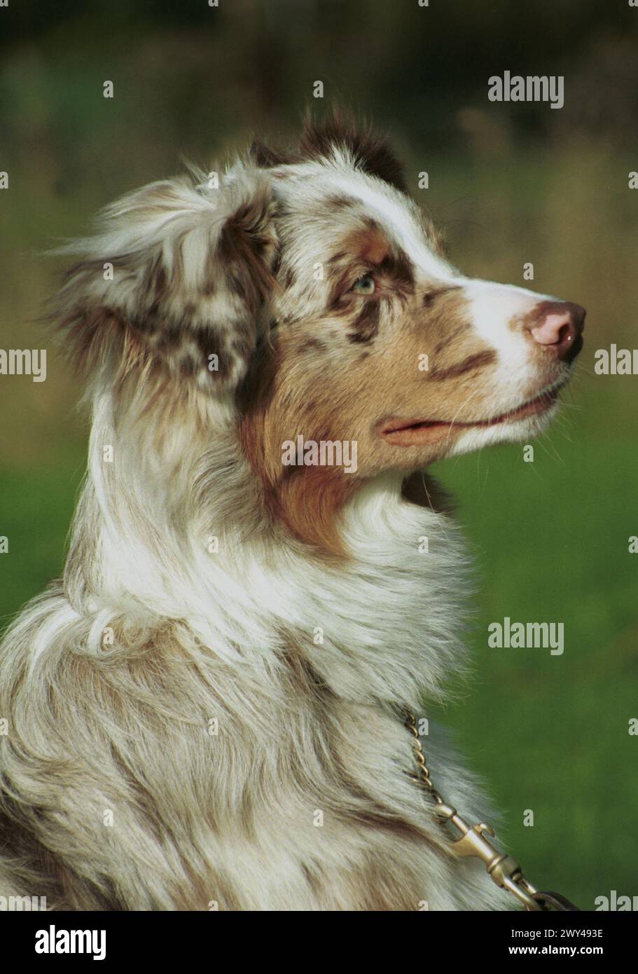 Australian Sheep Dog Head Stock Photo