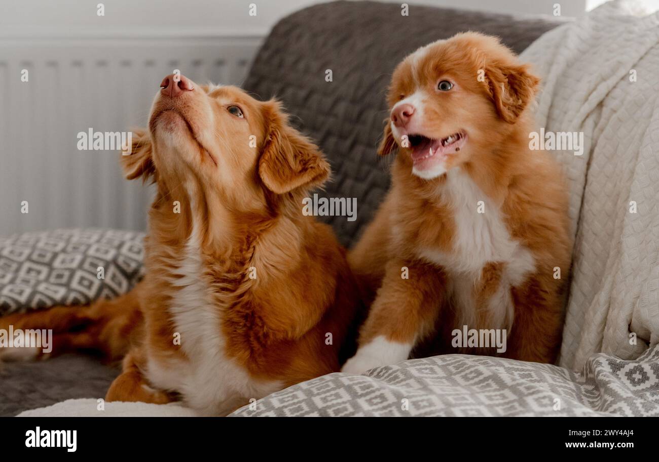 Toller Dog Lies On Couch With Its Nova Scotia Duck Tolling Retriever Puppy Stock Photo