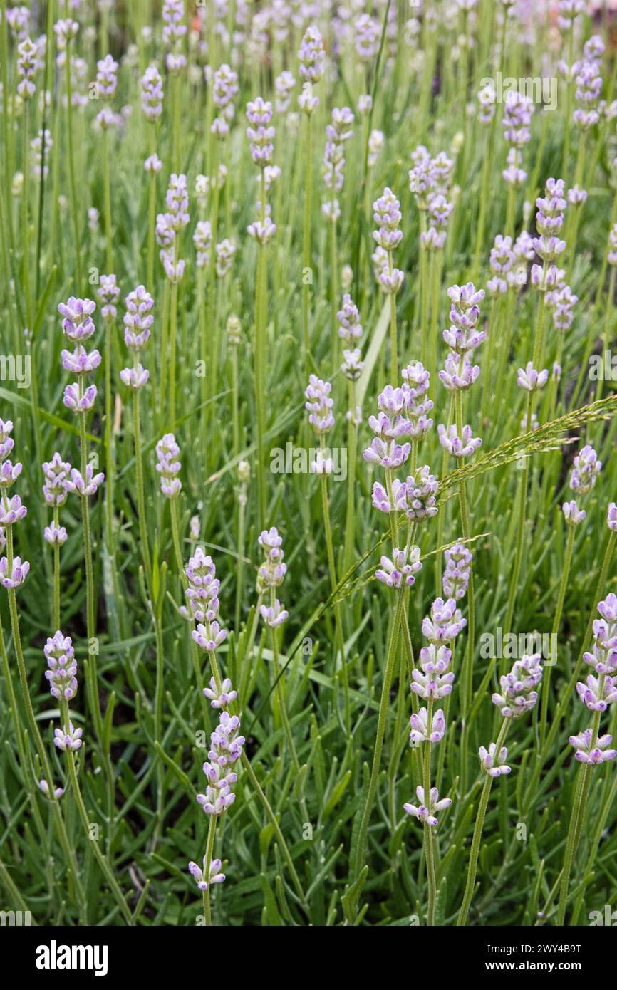 Lavender blossoms in the summer garden light Stock Photo
