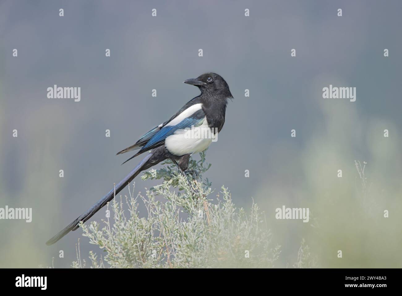 A black-billed magpie rests in a bush in the Okanagan Stock Photo