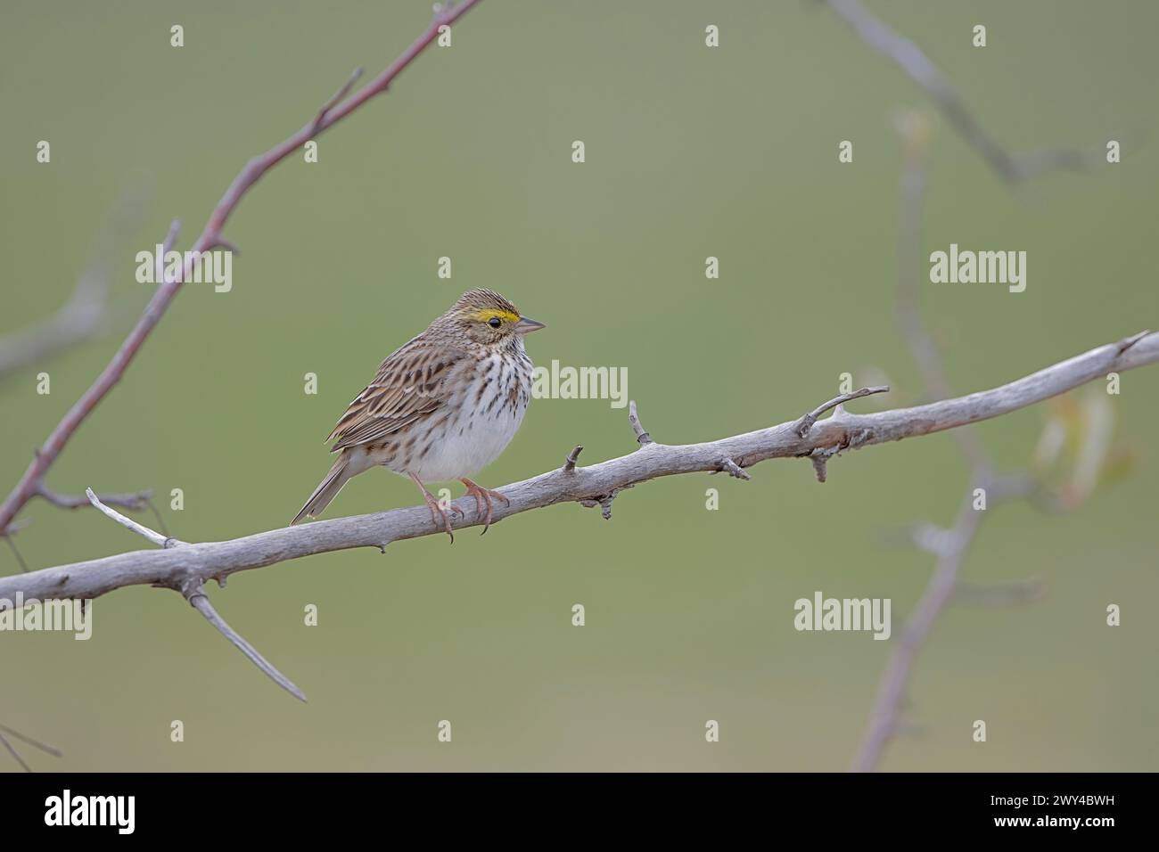 A Savannah Sparrow (Passerculus sandwichensis) sits on a branch looking to the right of the frame Stock Photo