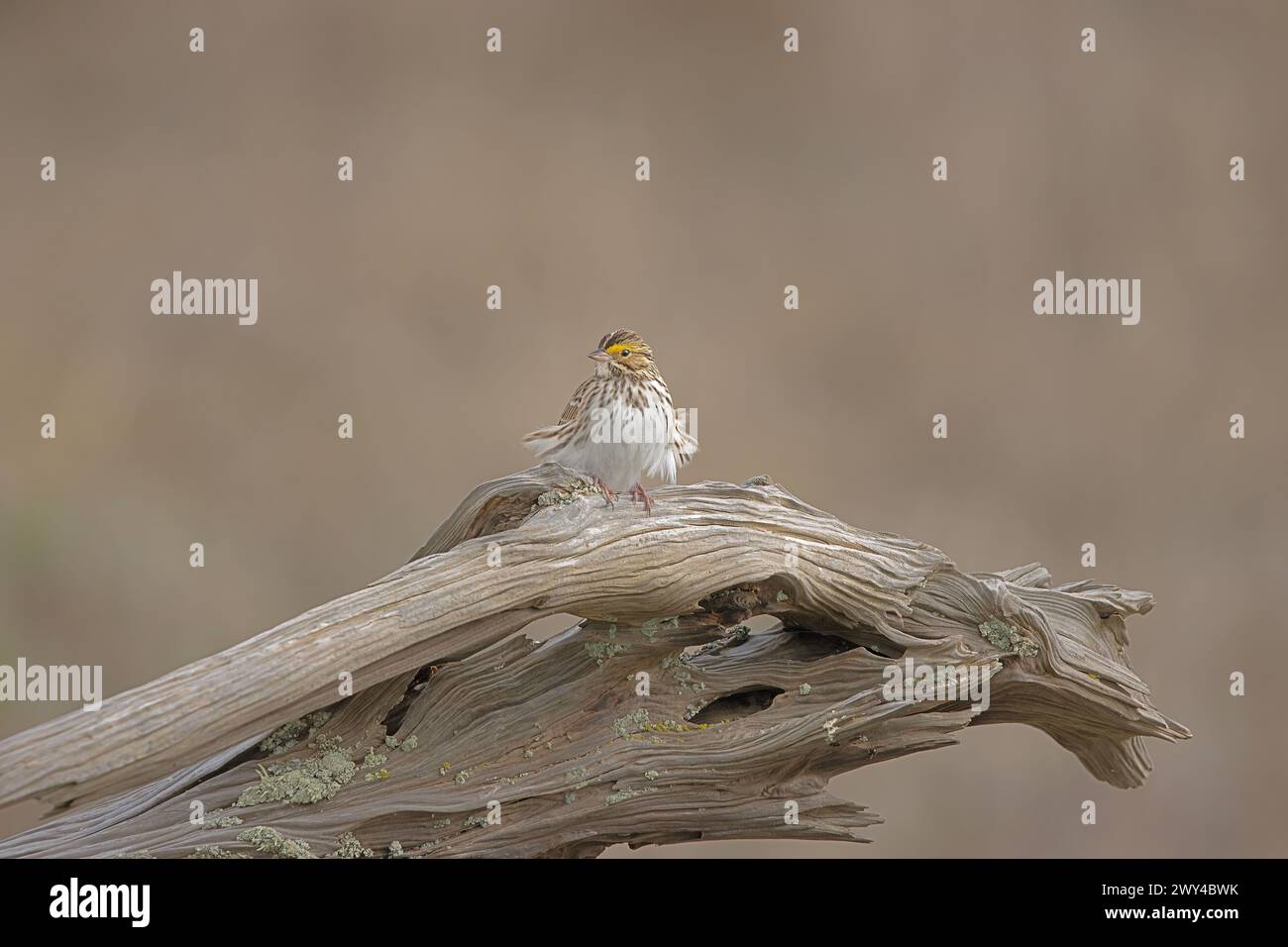 A savannah sparrow (Passerculus sandwichensis) sits on driftwood, its feathers flowing in the wind in British Columbia, Canada Stock Photo