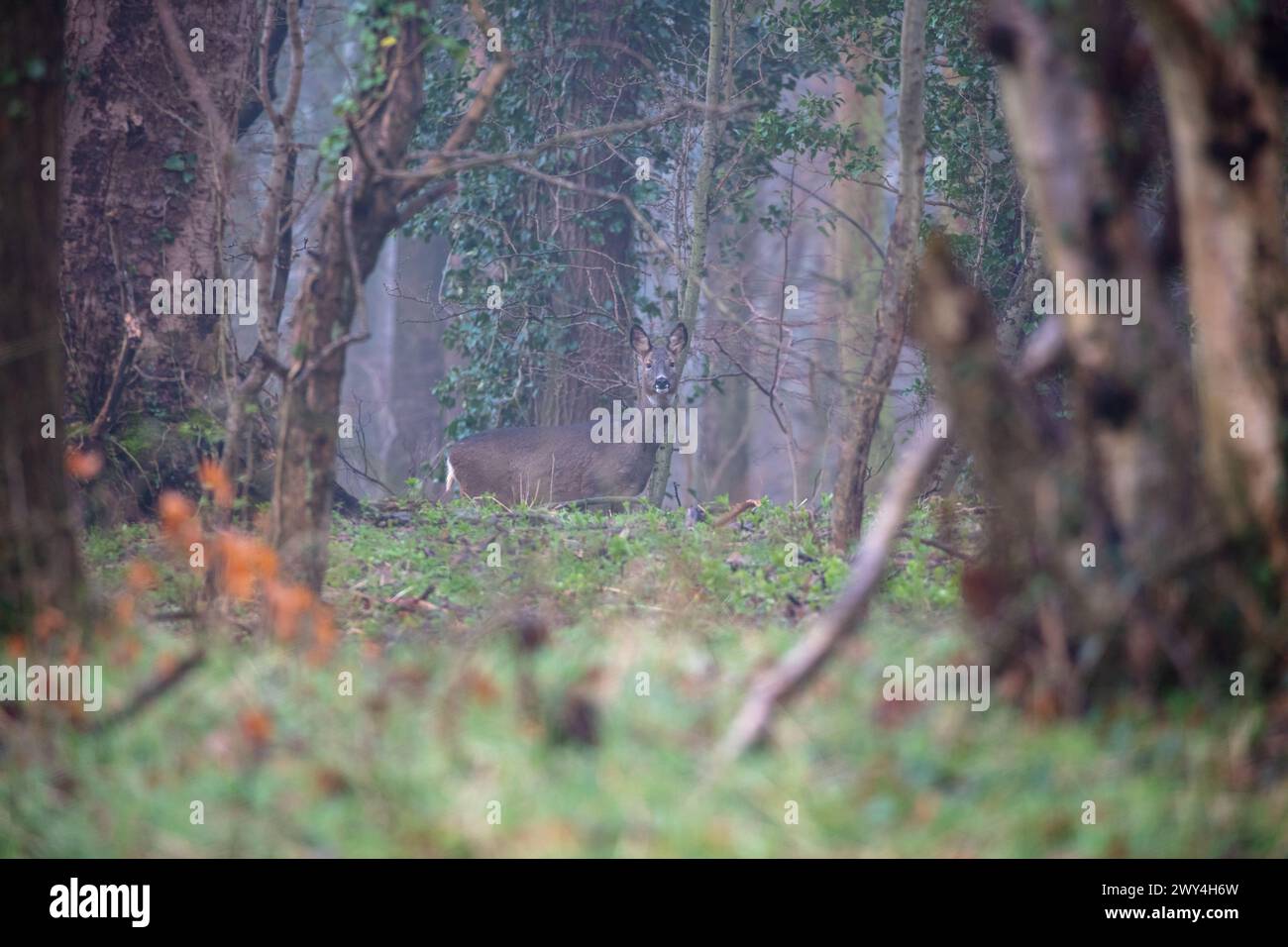Female Roe Deer showing good camouflage in woodland near Durham County ...