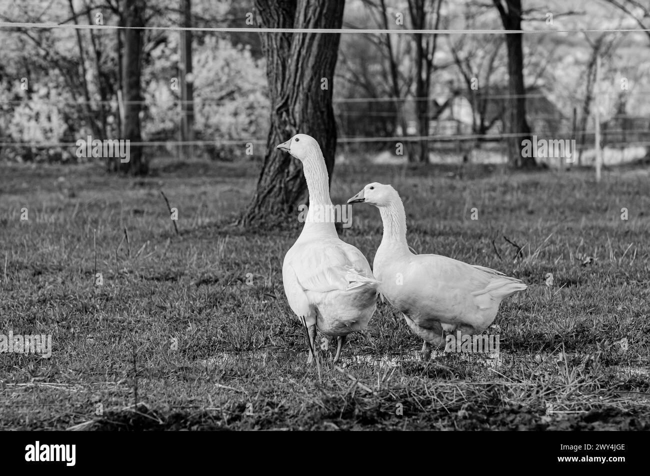 black and white, B&W, freerange geese in a farmer's yard Stock Photo