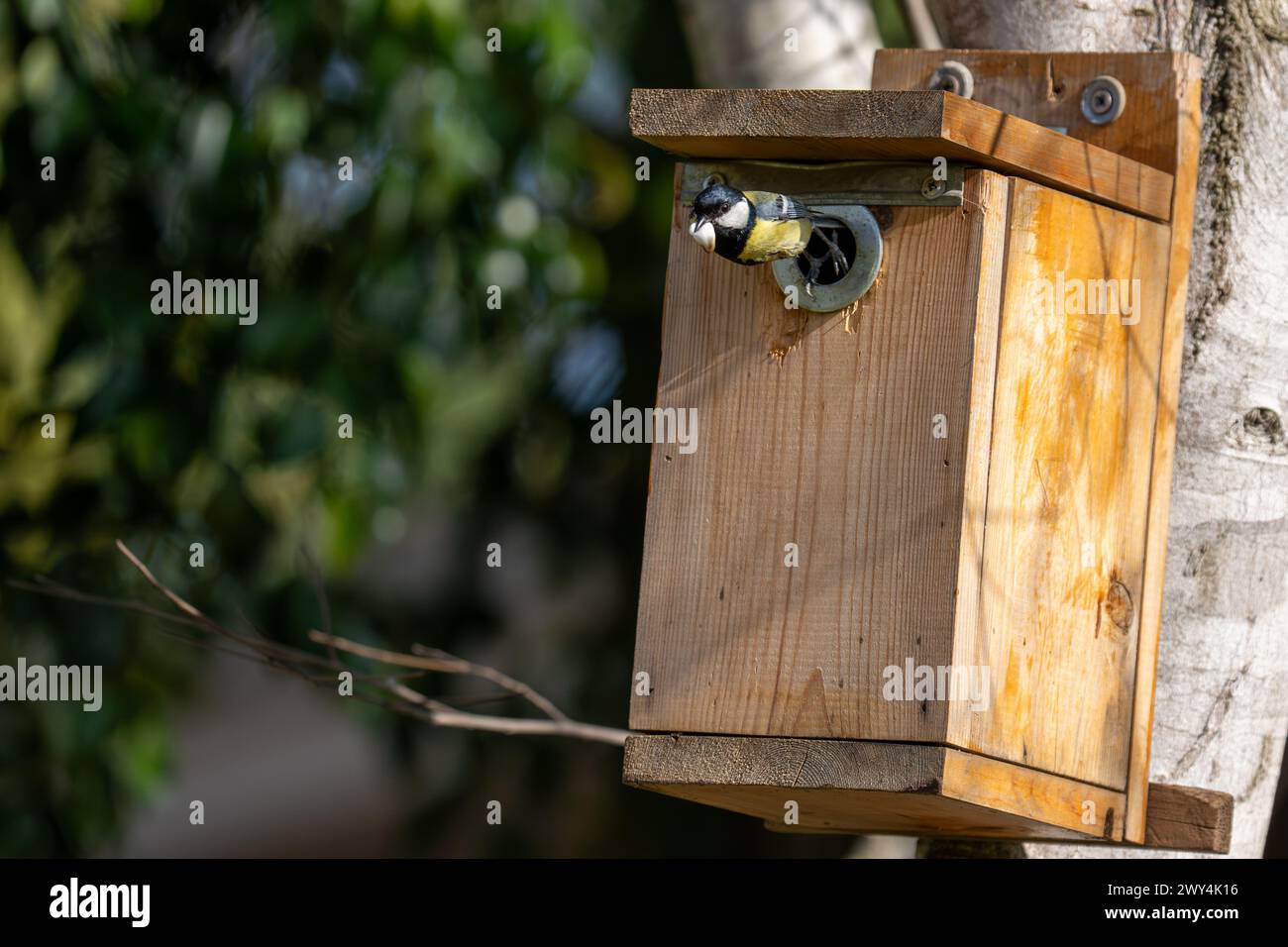 Great Tit coming out of a nesting box Stock Photo