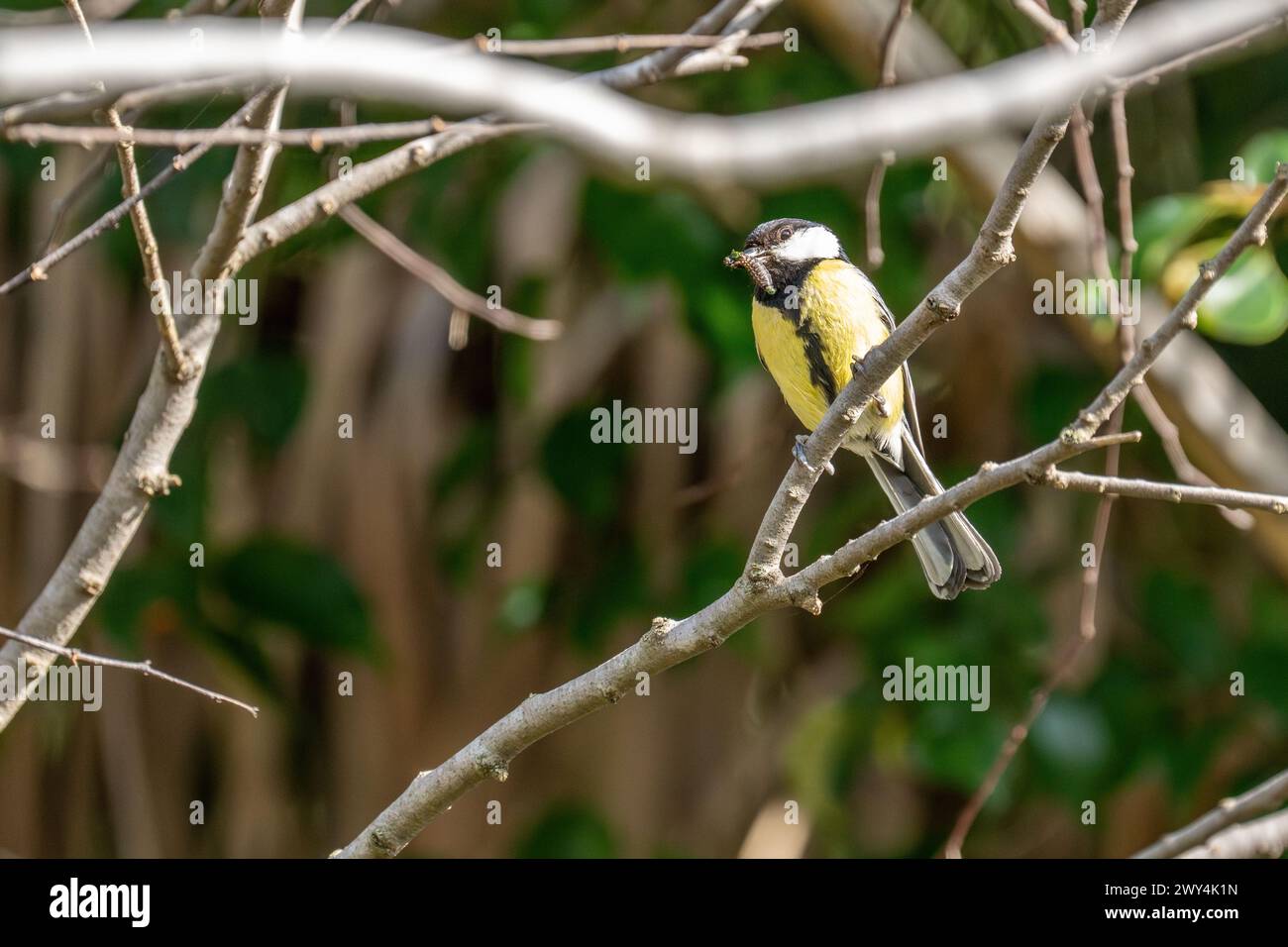 Great Tit (Parus major) sitting on a branch with a caterpillar in the beak before feeding the chicks Stock Photo
