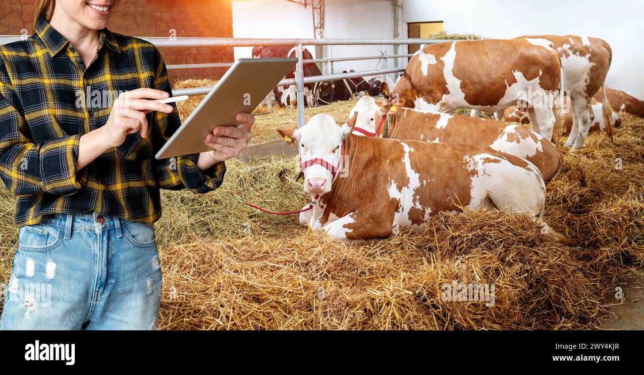 Young female farm worker with a digital tablet monitors the productivity of livestock farm. Stock Photo
