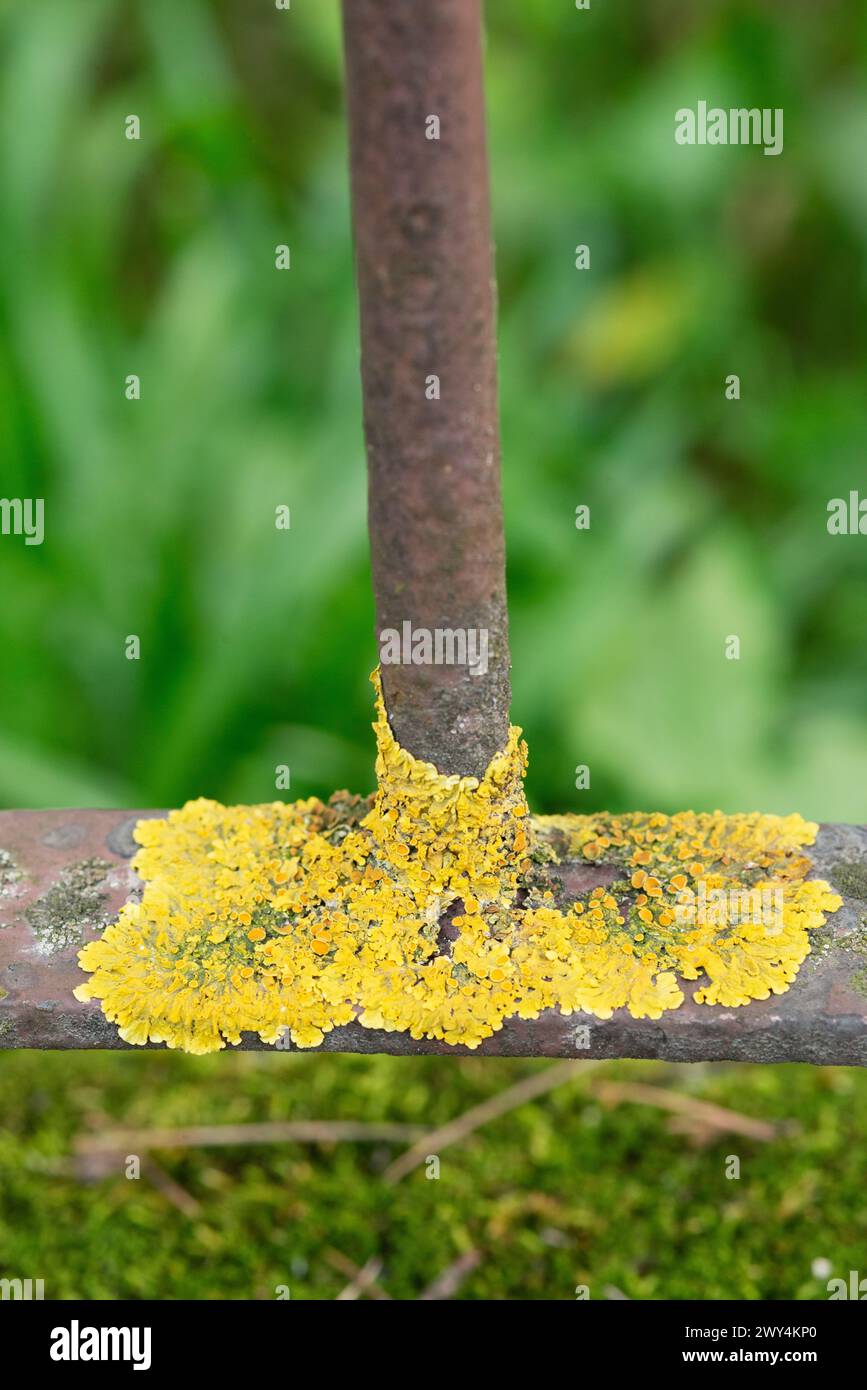 Italy, Lombardy, Lichen Xanthoria Parietina on a Metal Fence Stock Photo