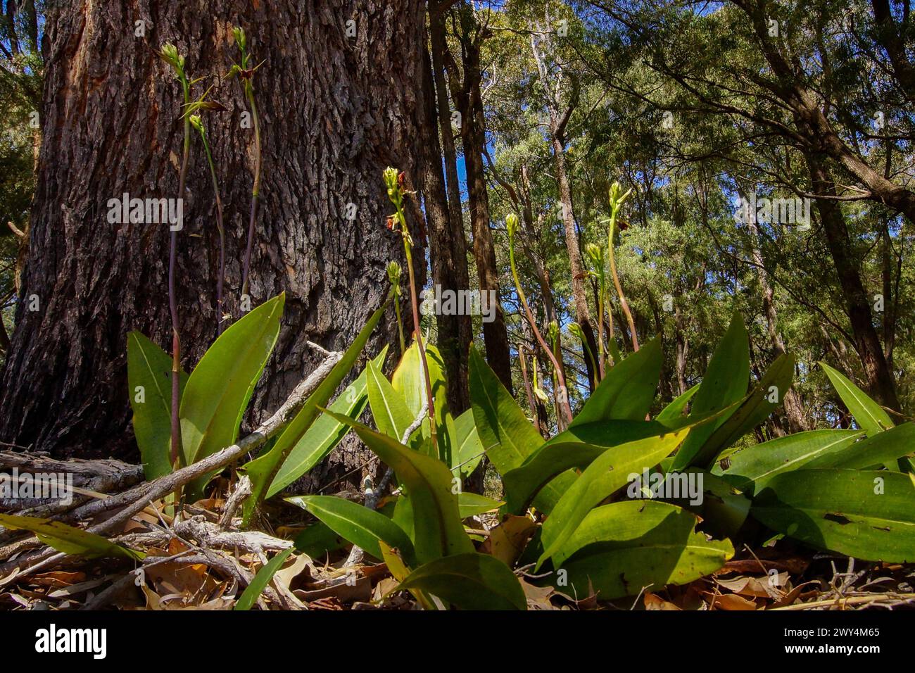 Flowering plants of the terrestrial Western Australian slipper orchid or western tongue orchid (Cryptostylis ovata), in natural habitat, Australia Stock Photo
