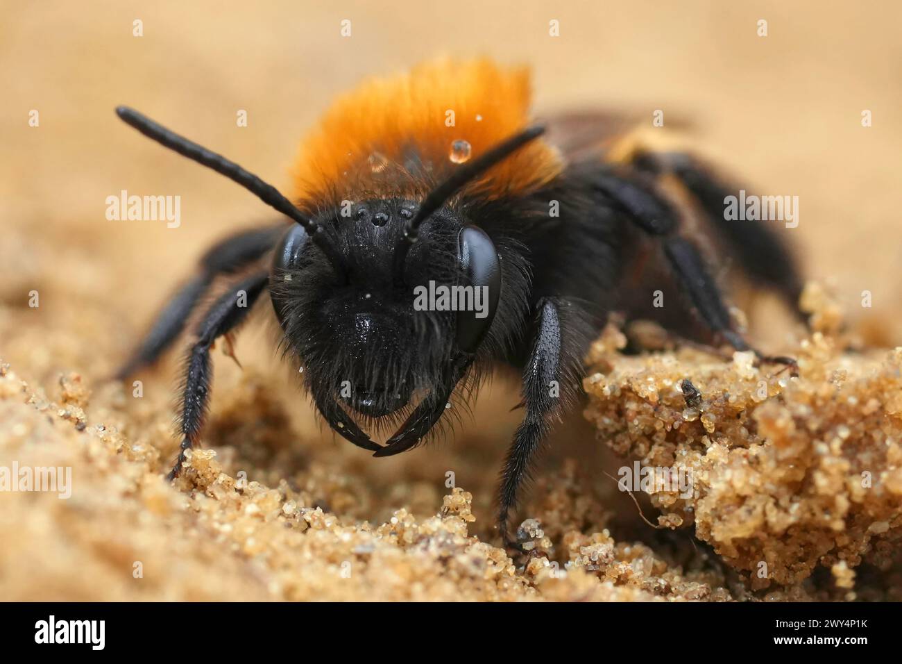 Detailed frontal facial closeup of a colorful female Tawny mining bee, Andrena fulva Stock Photo