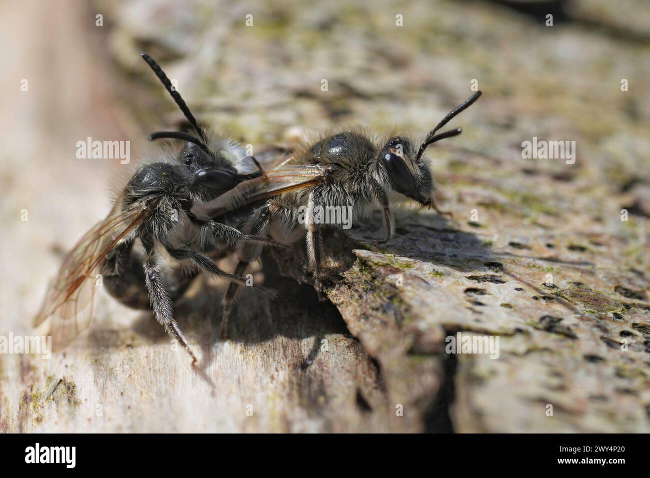 Natural closeup on a copulation of a male and female Red-bellied miner, Andrena ventralis Stock Photo