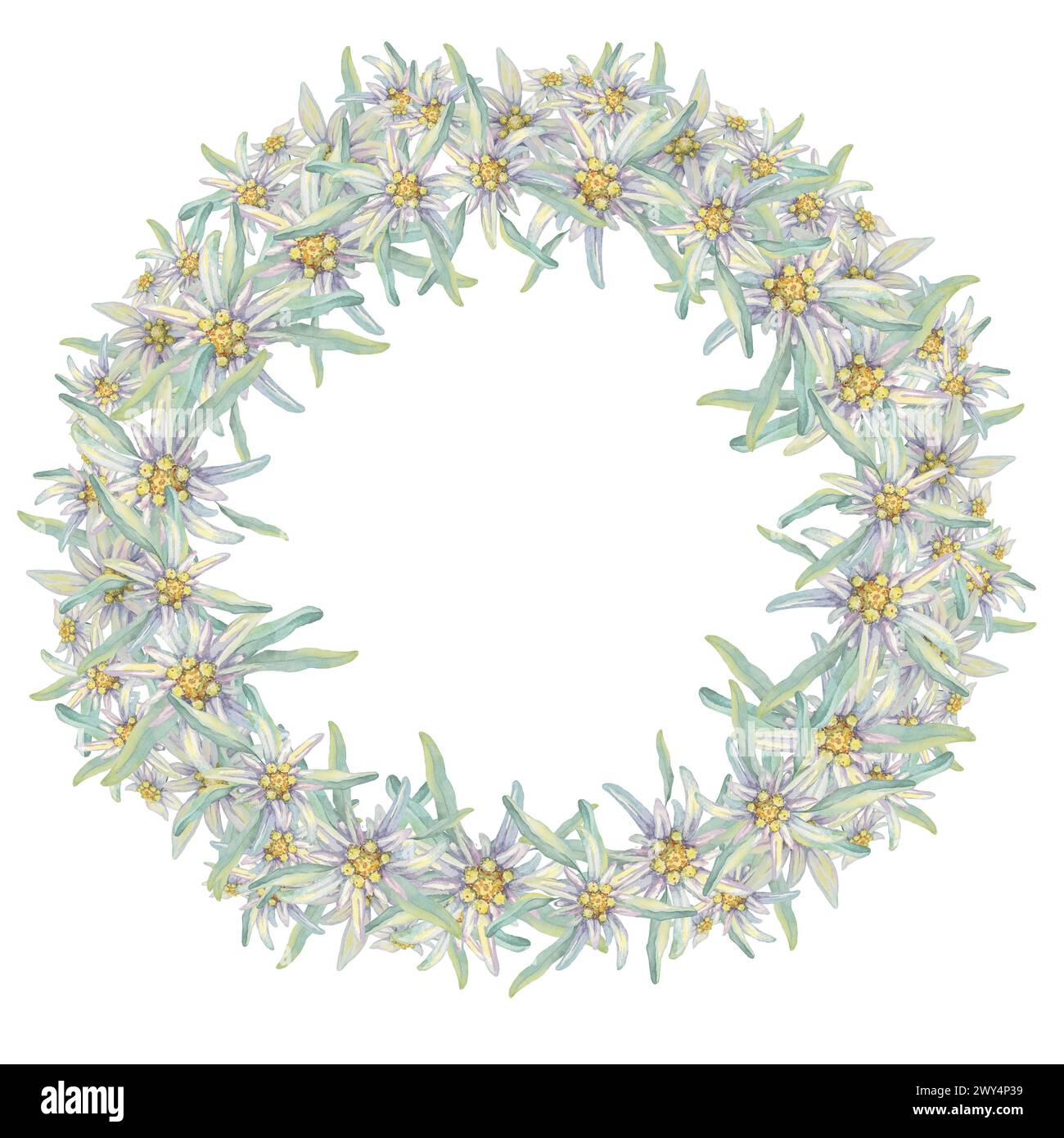 Round wreath of edelweiss flowers. Hand drawn watercolor clipart, minimalistic floral style in pastel colors. Design template for postcard, invitation, printing, weddings, isolated on white background Stock Photo