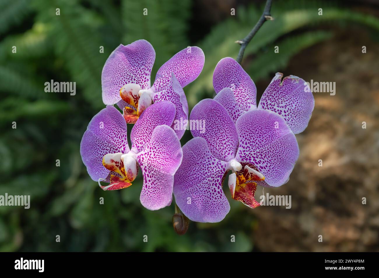 Closeup view of speckled purple pink flowers of phalaenopsis orchid hybrid aka moth orchid isolated outdoors in tropical garden Stock Photo