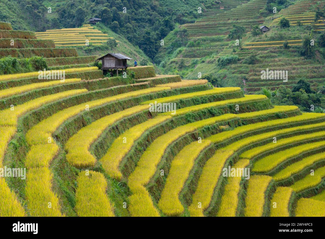 An aerial view of the rice terraces in Mu Cang Chai, Vietnam Stock ...