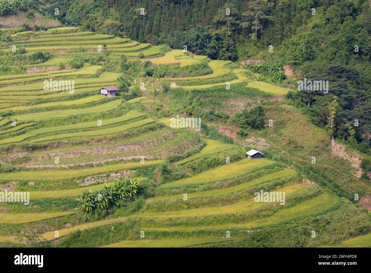 An aerial view of the rice terraces in Mu Cang Chai, Vietnam Stock ...