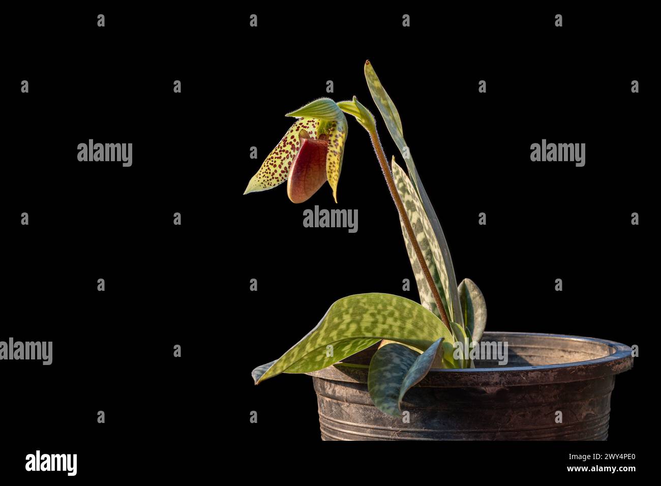 Closeup view of lady slipper orchid species paphiopedilum sukhakulii with purple red and green flower opening in sunlight isolated on black background Stock Photo