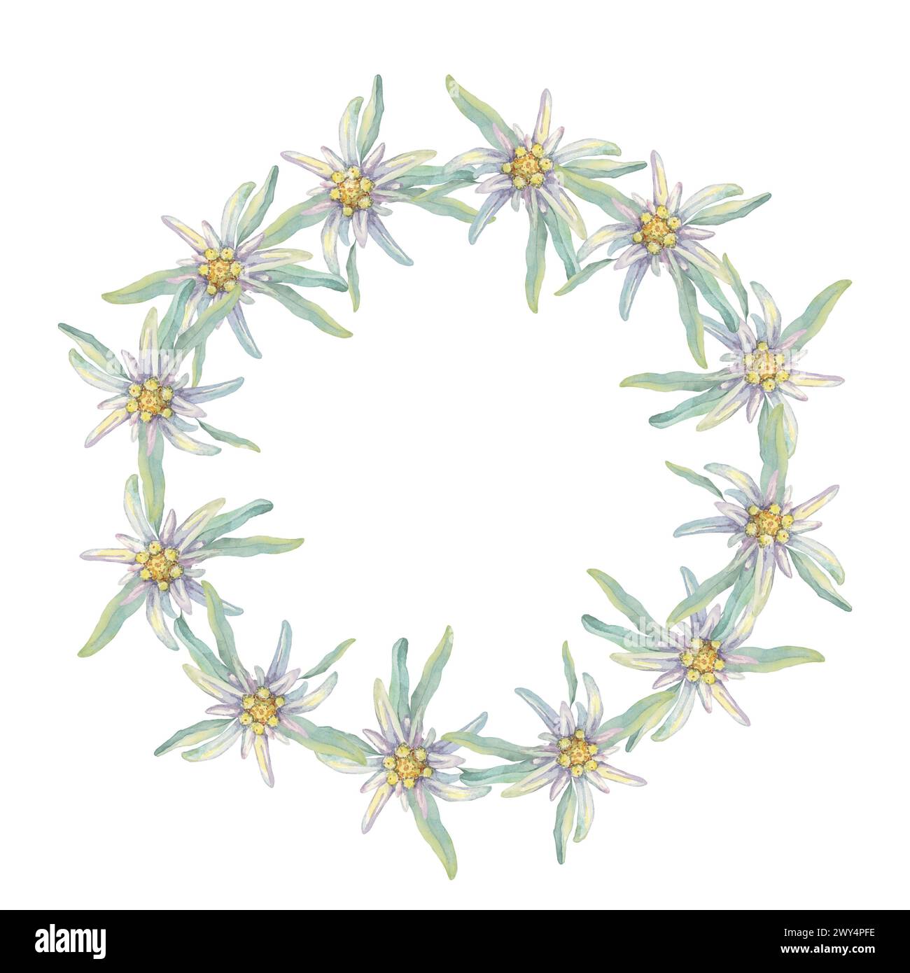 Round wreath of edelweiss flowers. Hand drawn watercolor clipart, minimalistic floral style in pastel colors. Design template for postcard, invitation, printing, weddings, isolated on white background Stock Photo