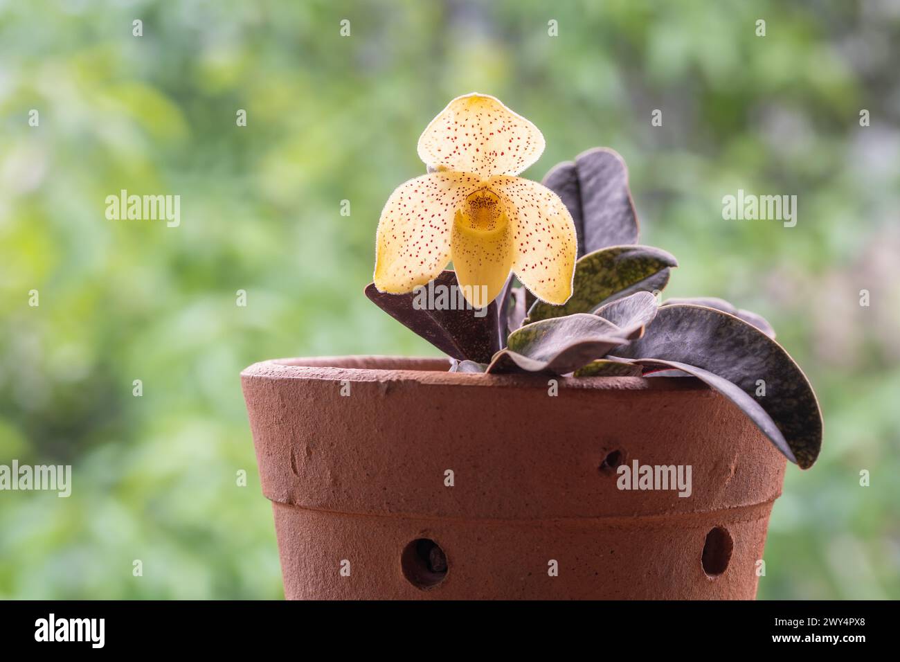 Closeup view of potted lady slipper orchid species paphiopedilum concolor with backlit red spotted yellow flower isolated on natural background Stock Photo