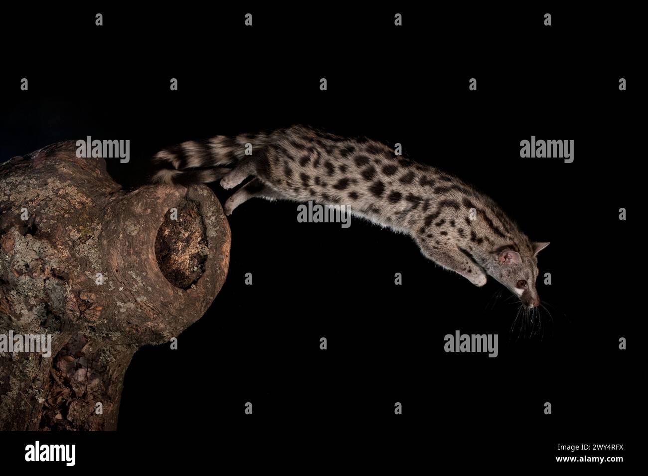 Common genet (Genetta genetta) jumping from trunk at night, Avila ,Spain - stock photo Stock Photo
