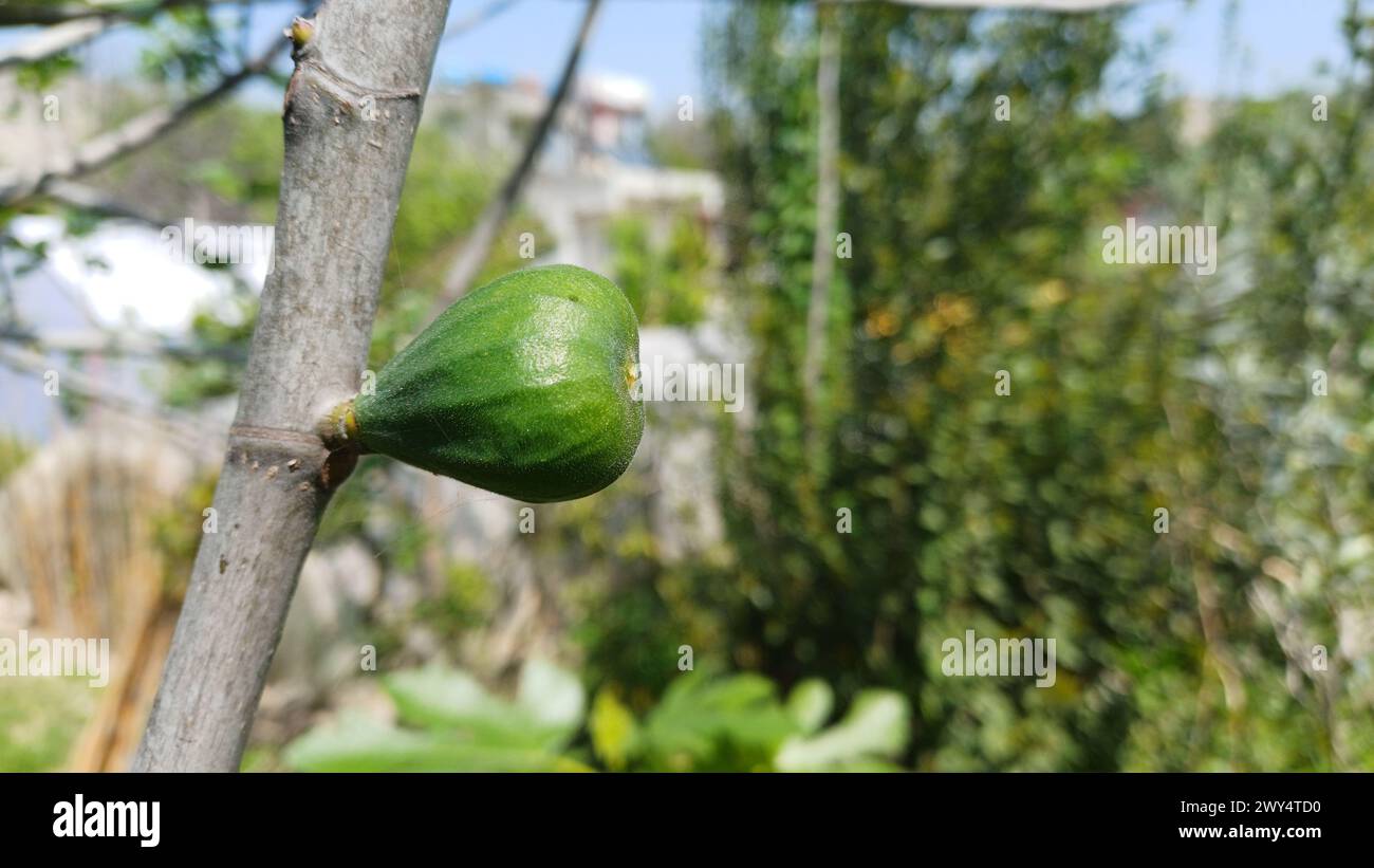 Unripe green figs on the branch. Stock Photo