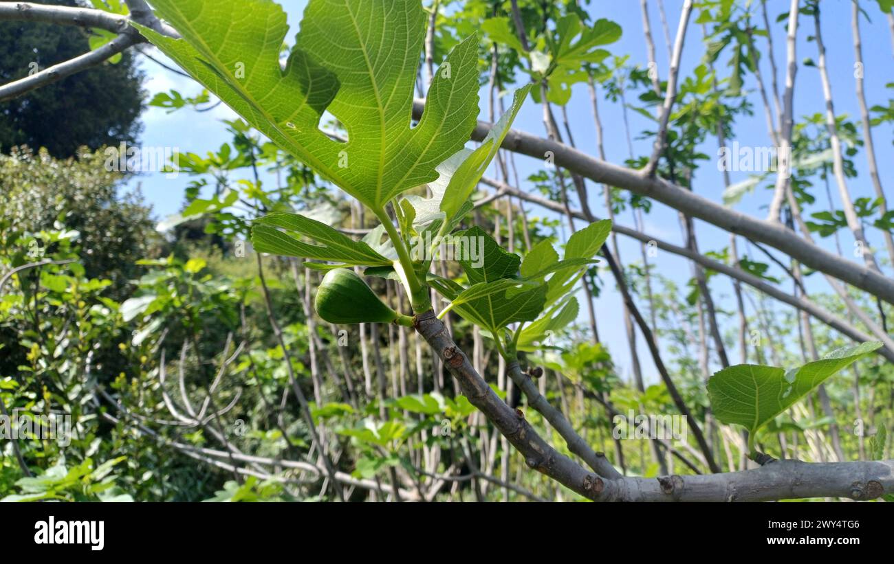 Unripe green figs on the branch. Stock Photo