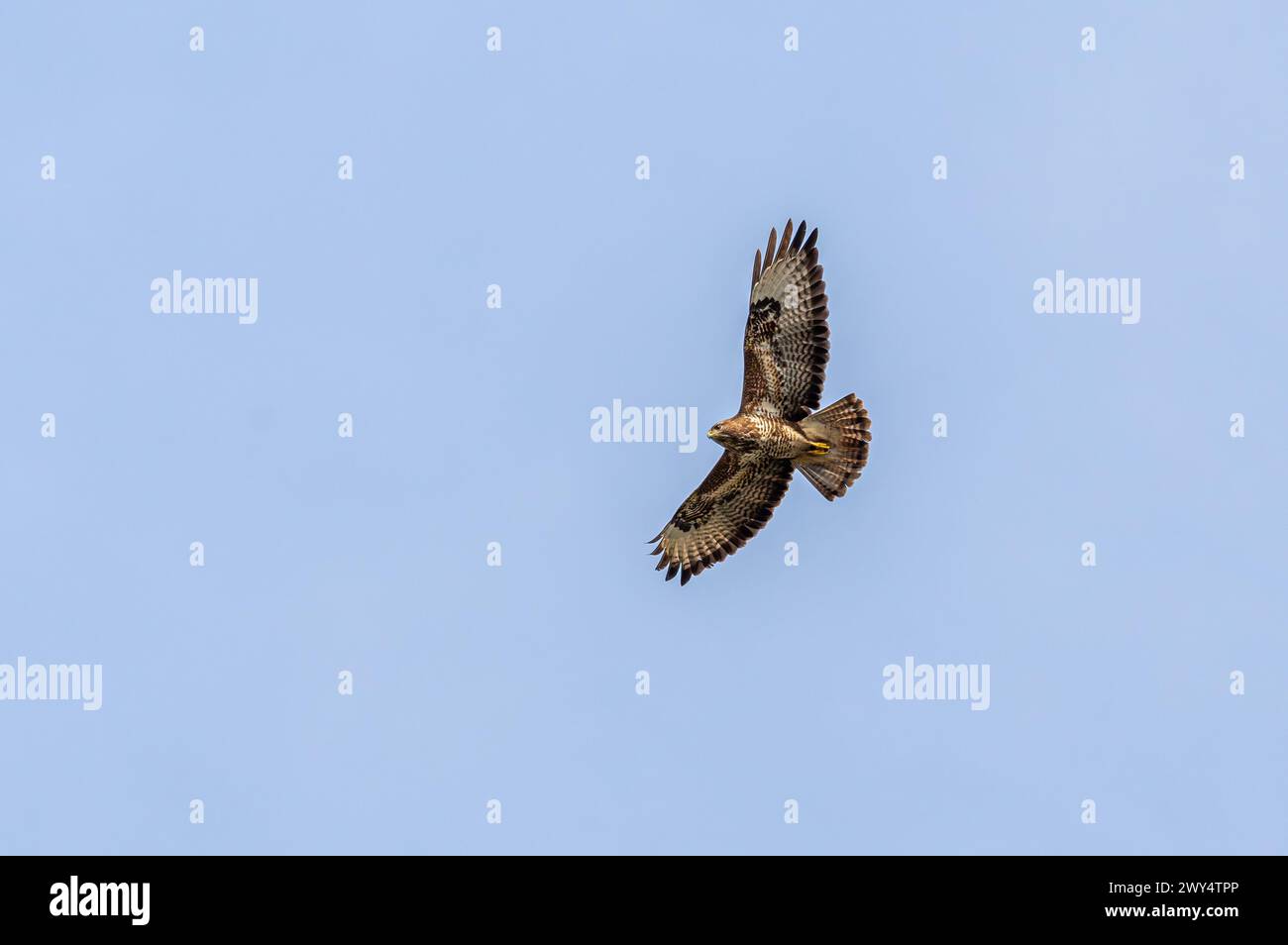 A common buzzard bird soaring gracefully with wings extended in the sky Stock Photo