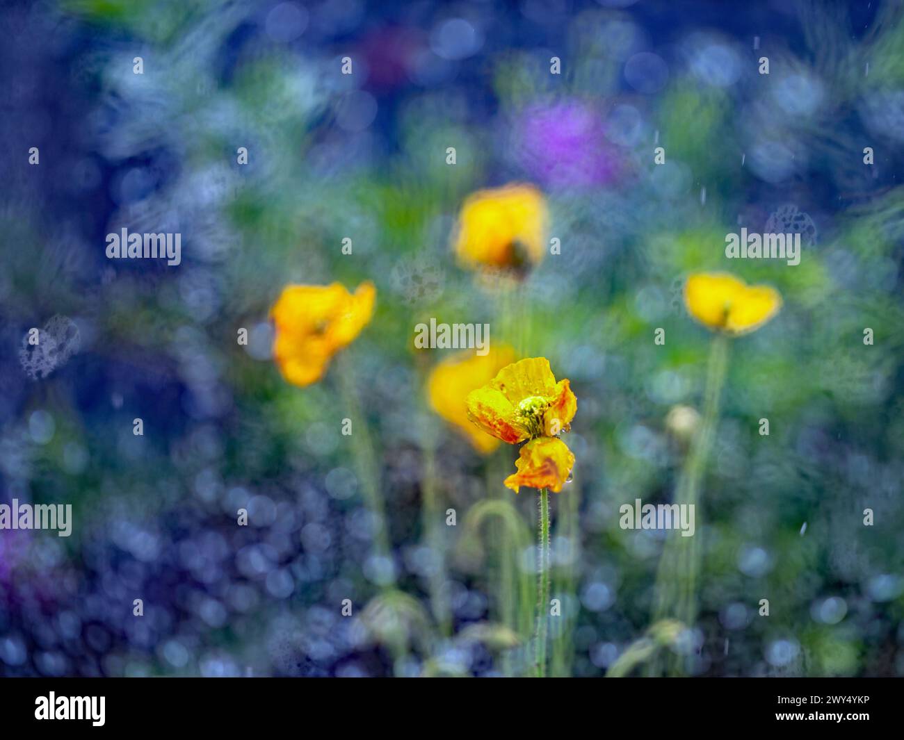 Field with yellow and purple flowers Stock Photo - Alamy