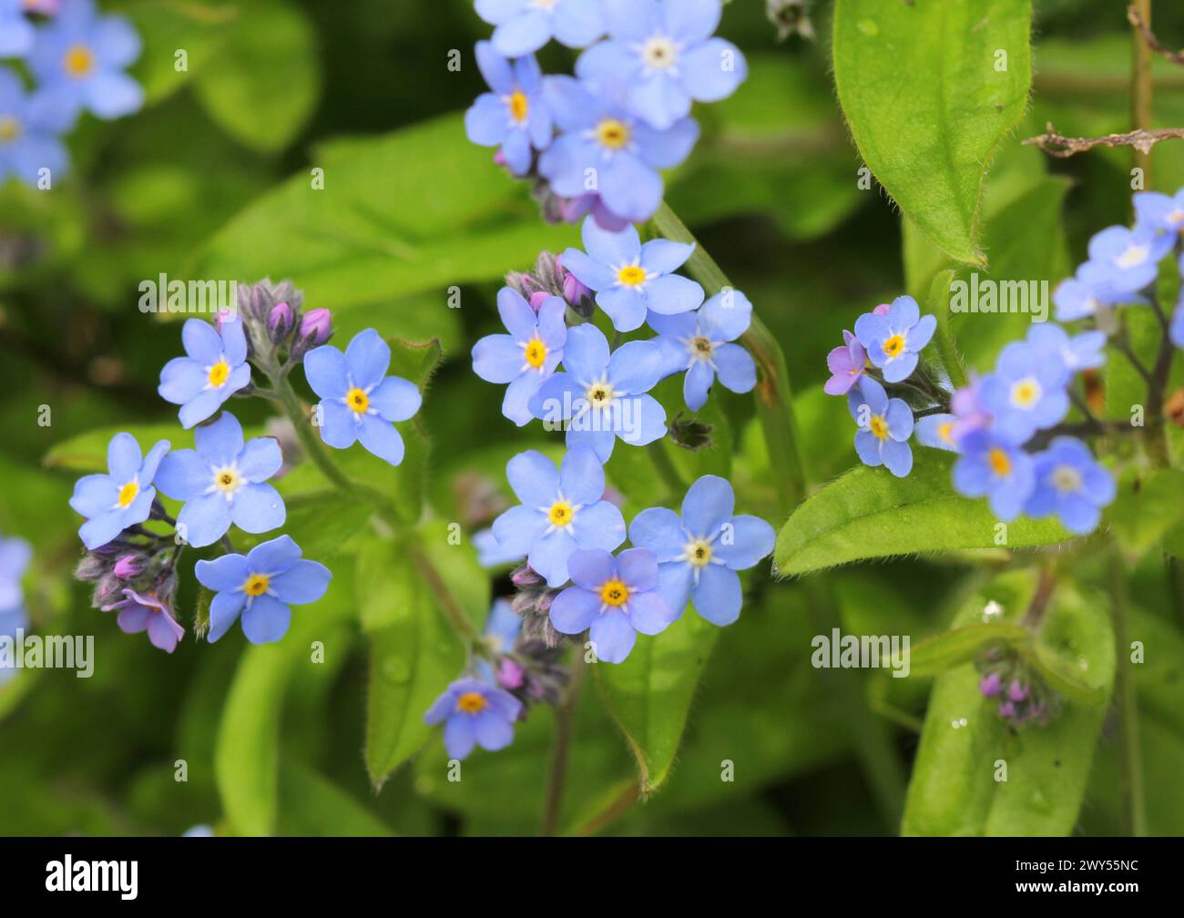 Forget me nots flowers hi-res stock photography and images - Alamy