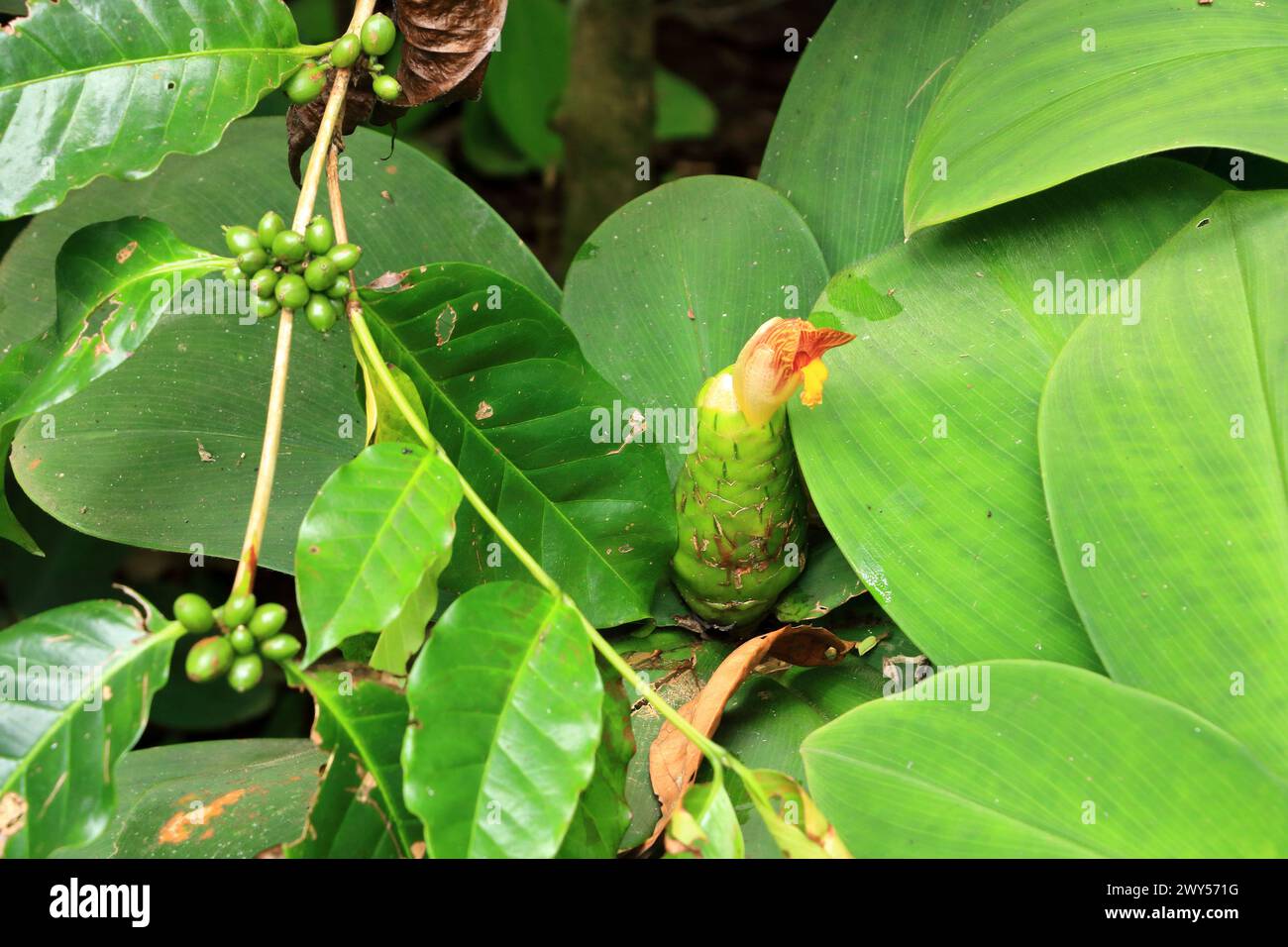 close-up of Stepladder ginger (Costus malortieanus) in a tropical garden in Bali, Indonesia Stock Photo