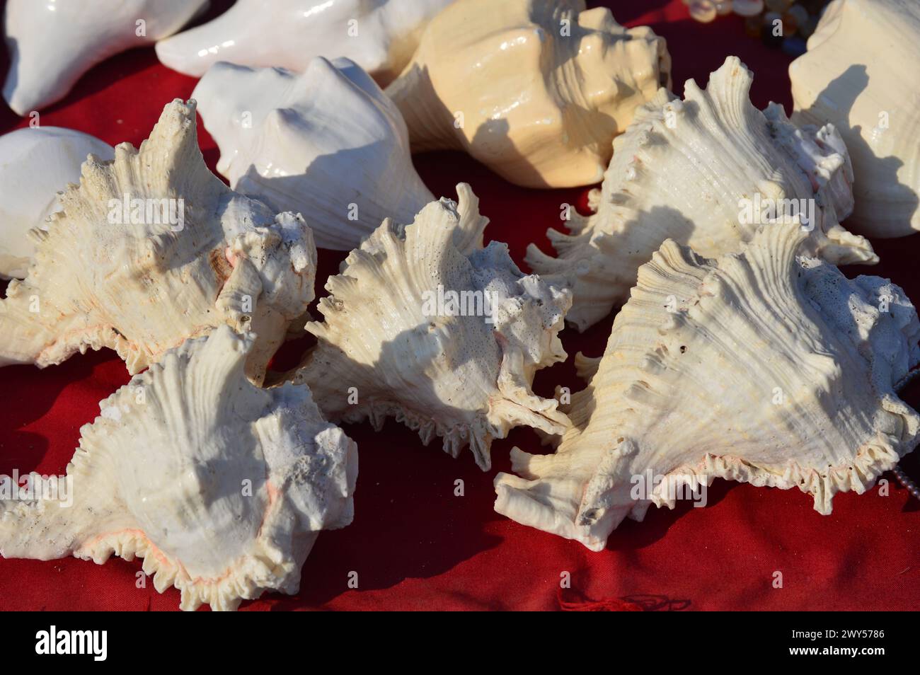 Blowing conch shell,sankh also called seashell horn or shell trumpet made from a conch, the shell of several  kinds of sea snails. Stock Photo