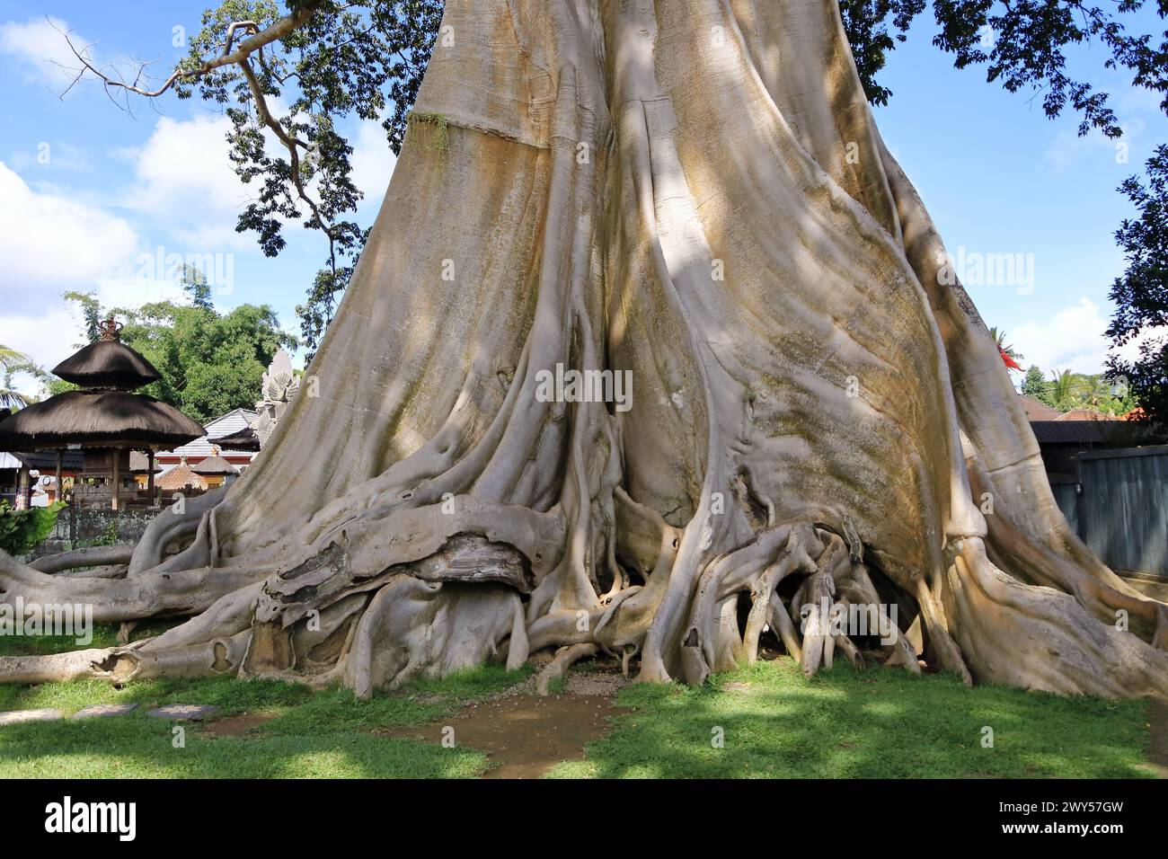 the Large Banyan ancient tree in Kayu Putih, Baru Village, Marga