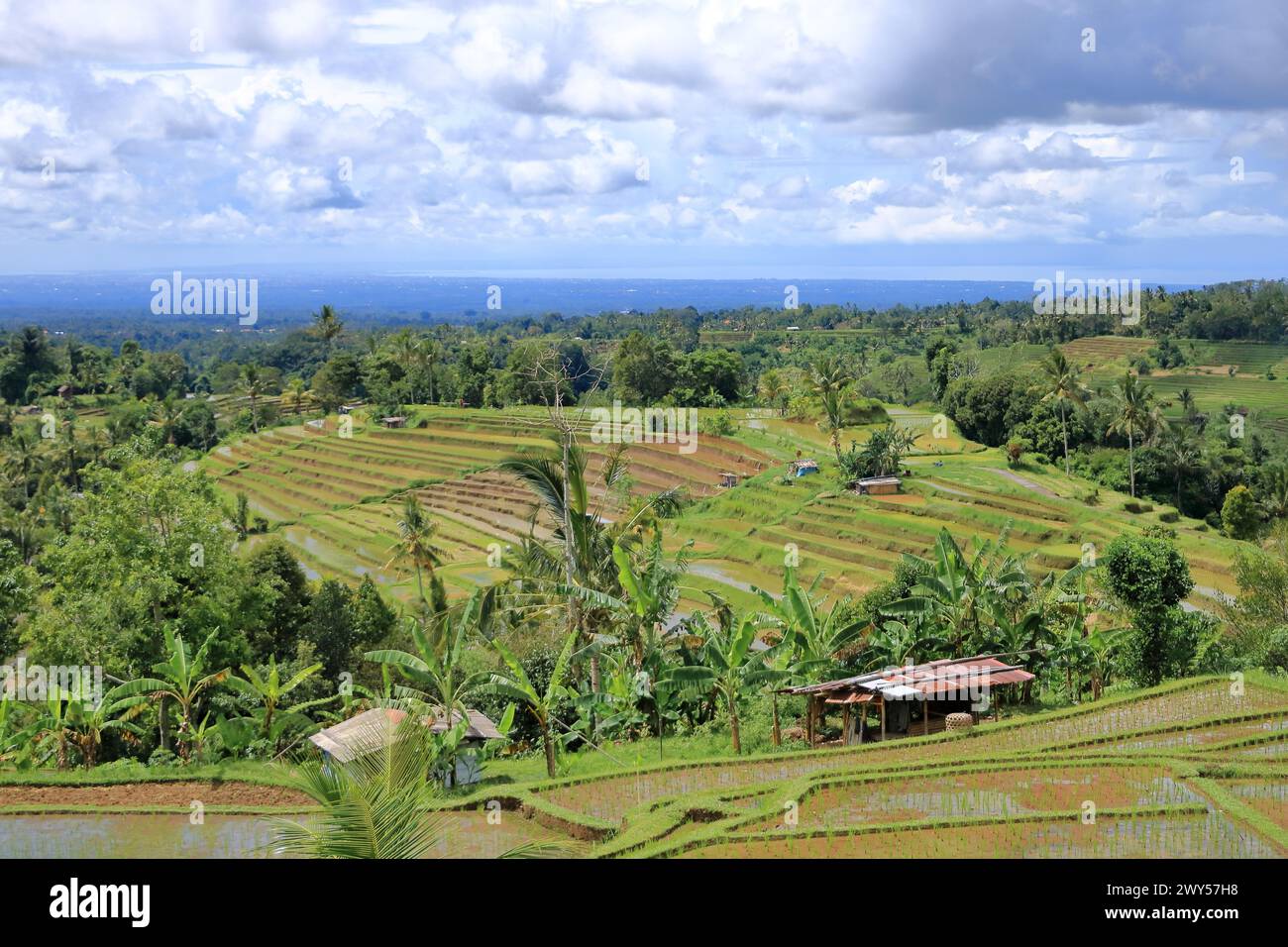 Tabanan Rise Field the terrace rice fields near Senganan, Penebel, Tabanan, Bali ...