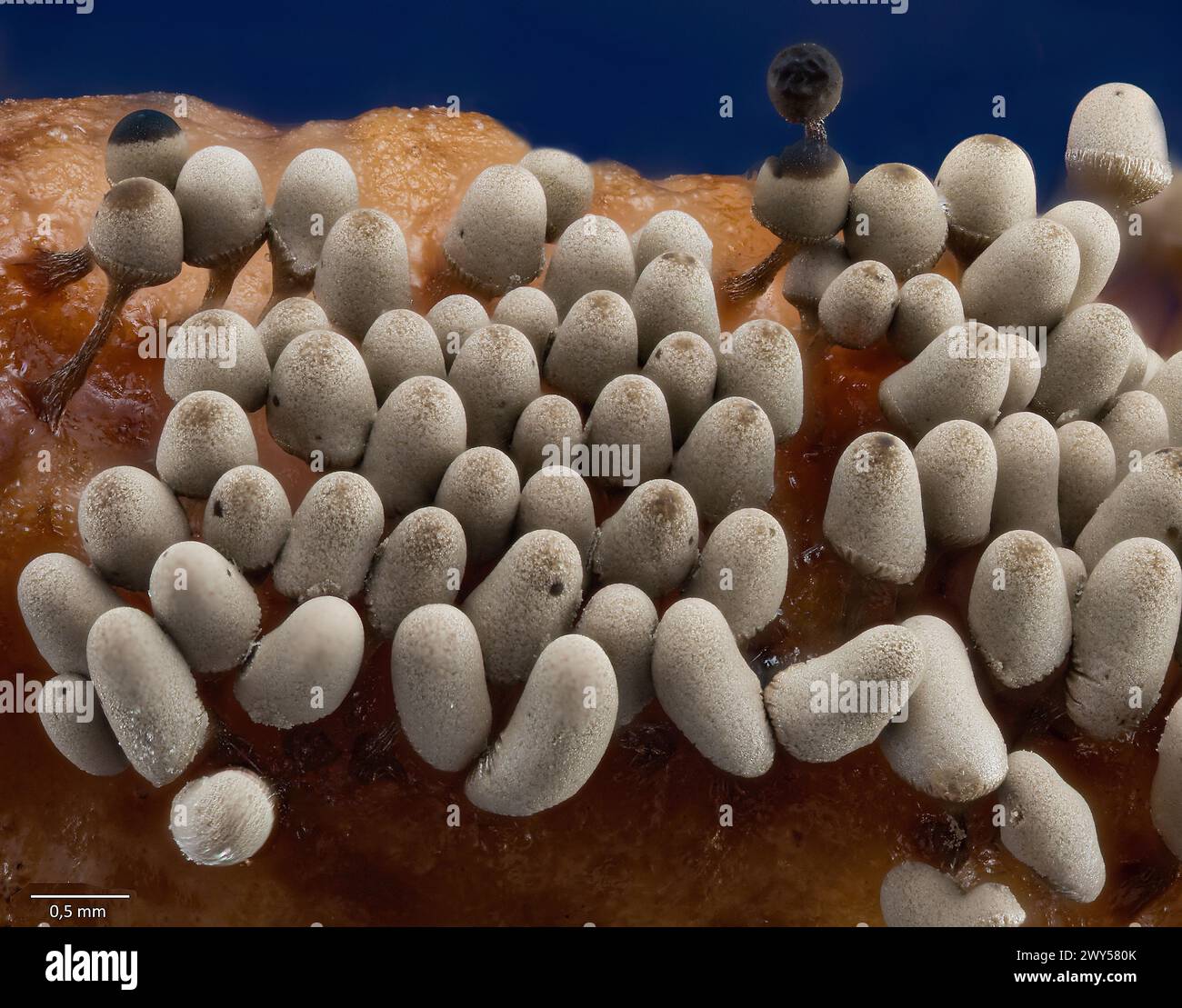 Dense growth of slime mould sporocarps (fruiting bodies)  from Arcyria sp. (possibly A, cinerea). From bark culture collected from south-western Norwa Stock Photo