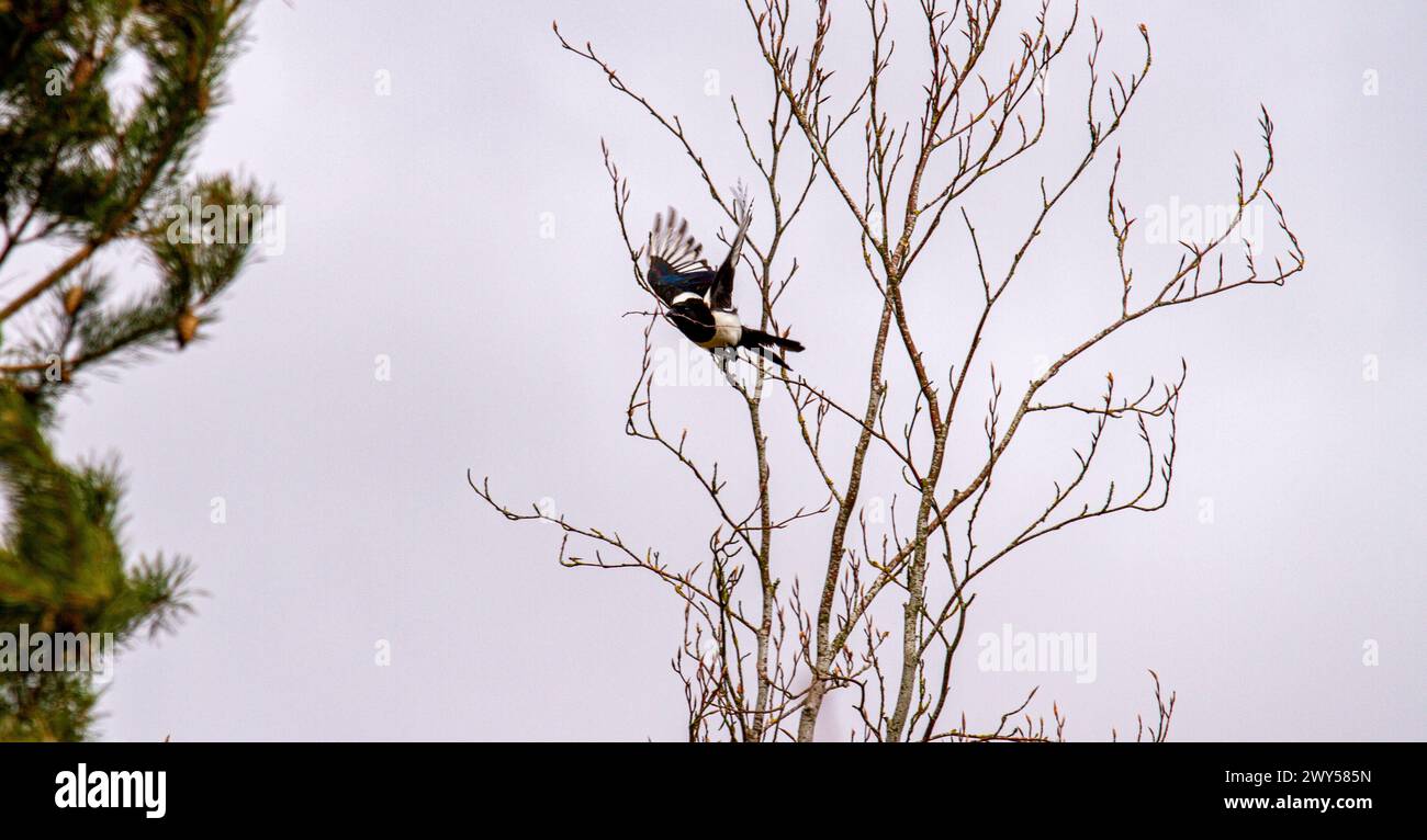 Springtime Magpies Magpies flying with nesting material hi-res stock photography and ...