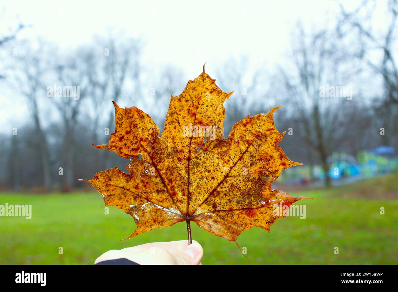 The beauty of nature, Greenway Park, London, Ontario, Canada Stock Photo