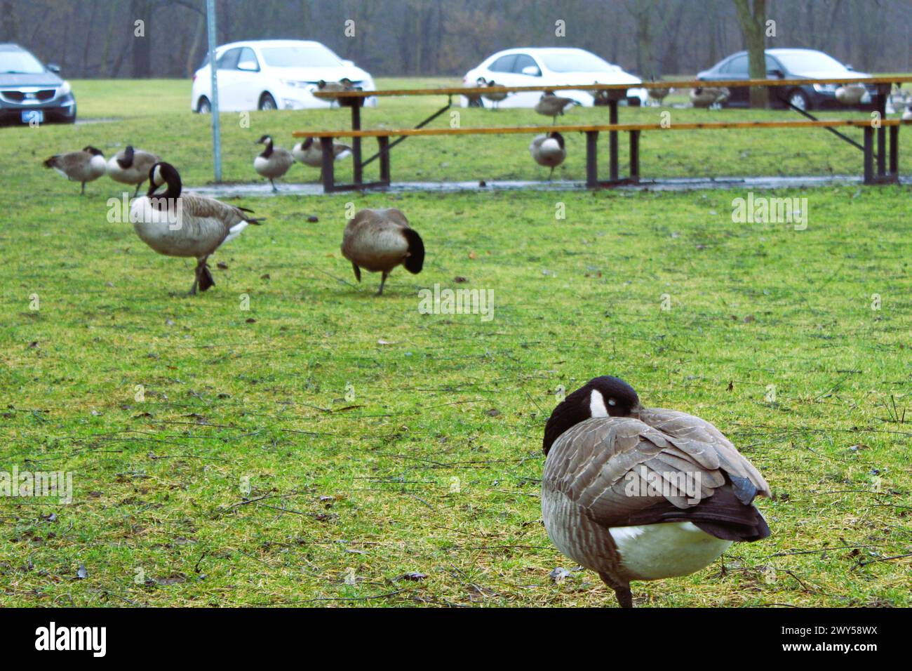 Resting geese in Greenway Park, London, Ontario, Canada Stock Photo Alamy