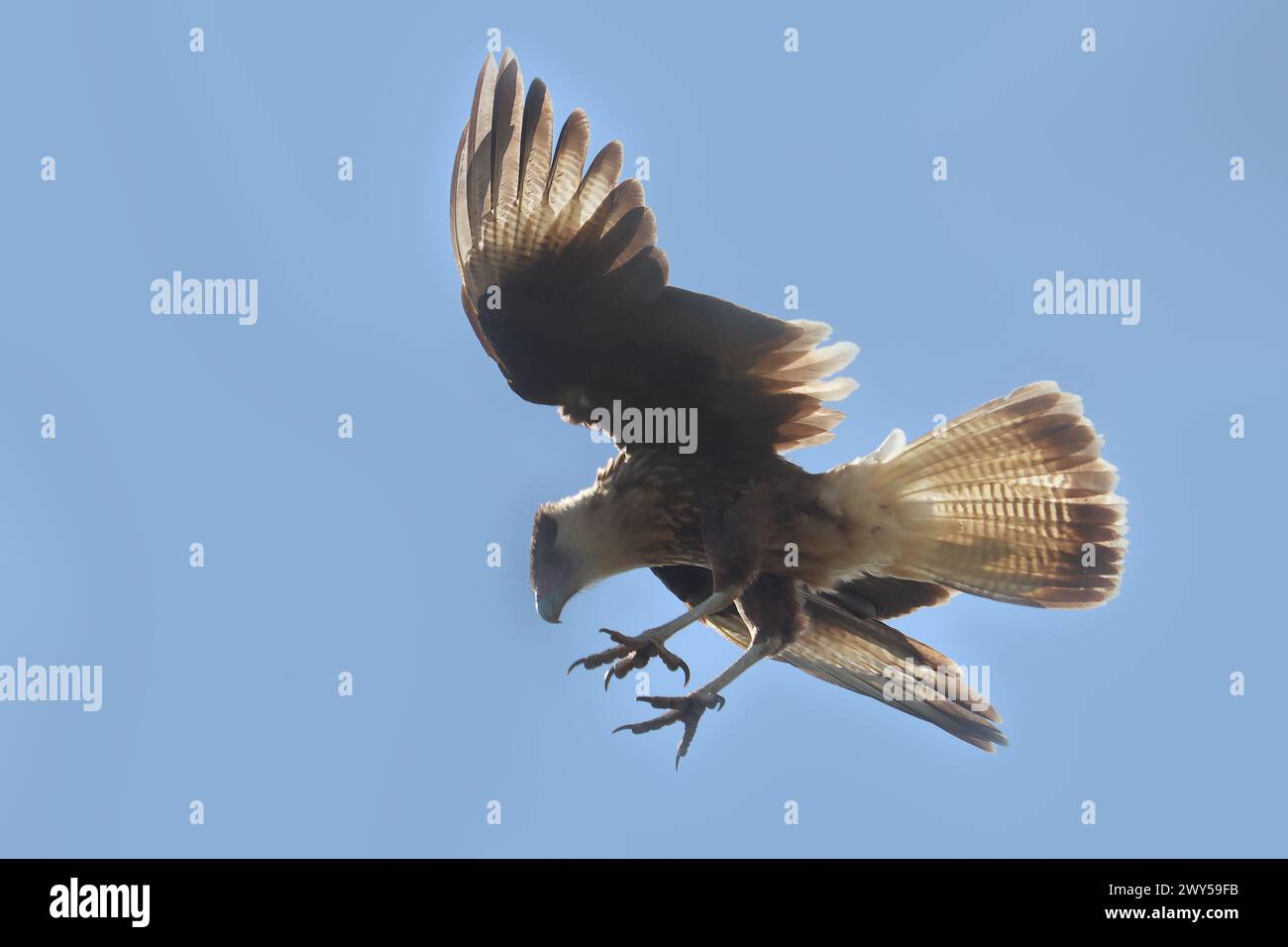 Mexican Eagle also called crested caracara (Caracara plancus) during flight, Bonaire, Caribbean Netherlands Stock Photo