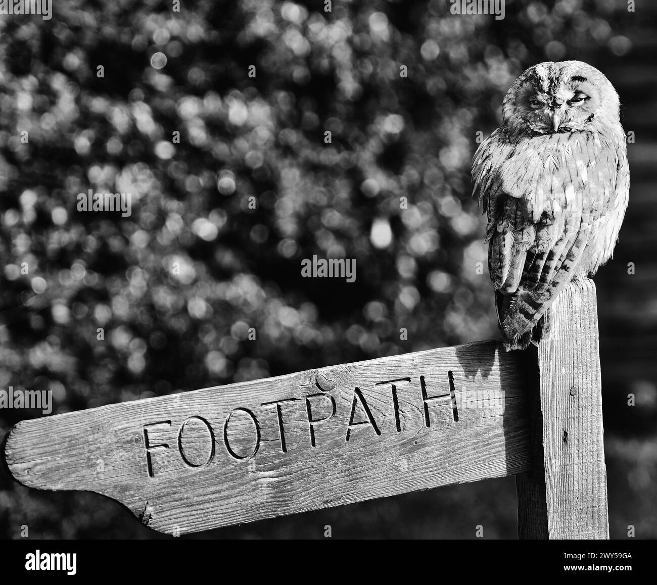 Black and white photograph of an owl perched on a footpath sign Stock Photo