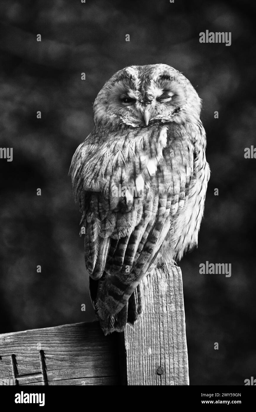 Black and white photograph of an owl perched on a footpath sign Stock Photo