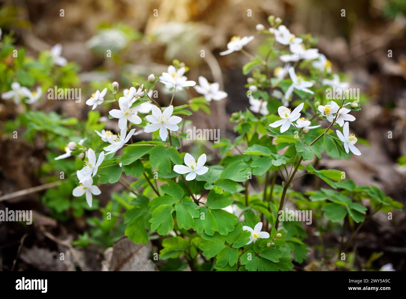 Spring flowers in forest. Isopyrum thalictroides. Stock Photo