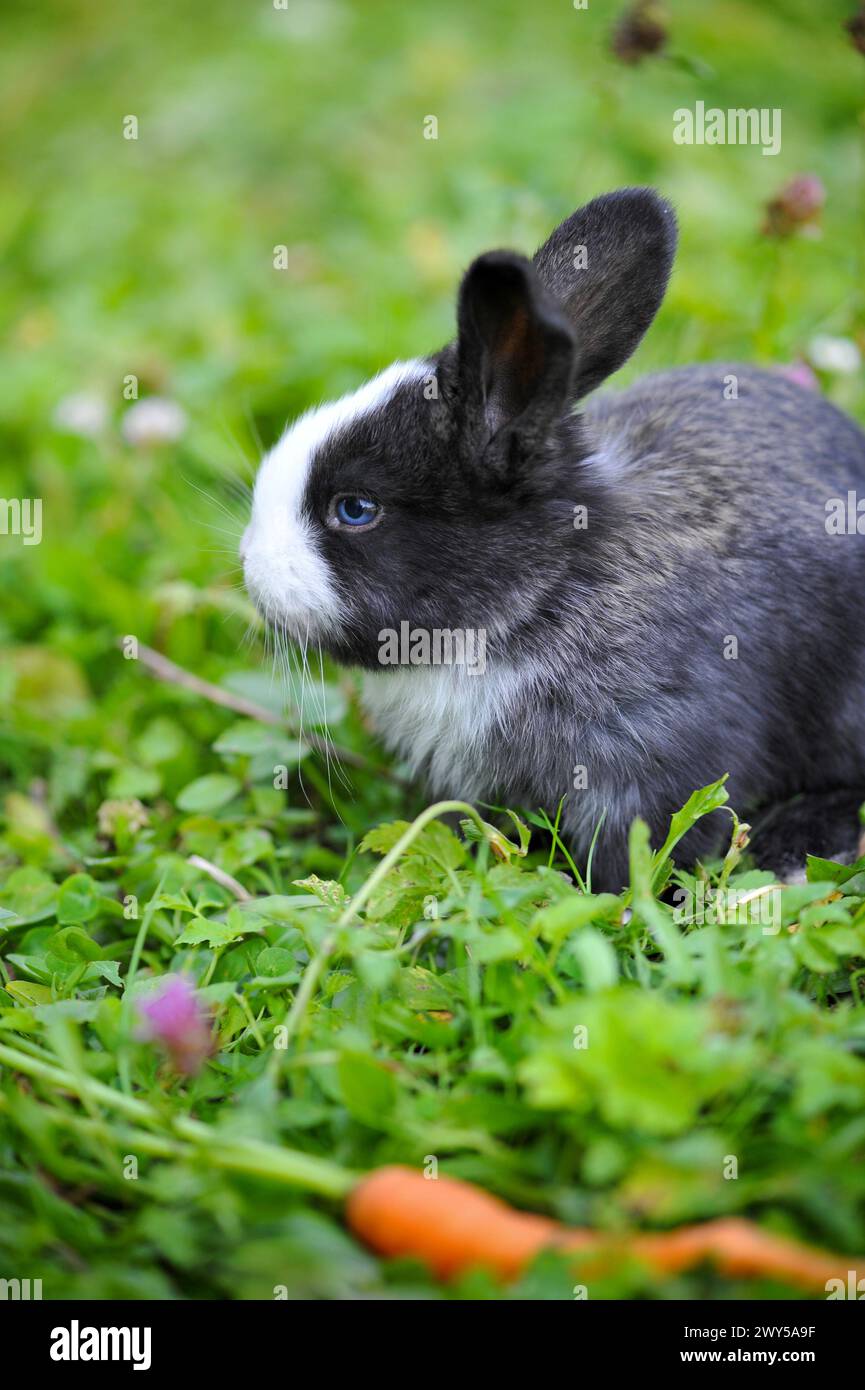Funny baby rabbit with a carrot in grass Stock Photo - Alamy