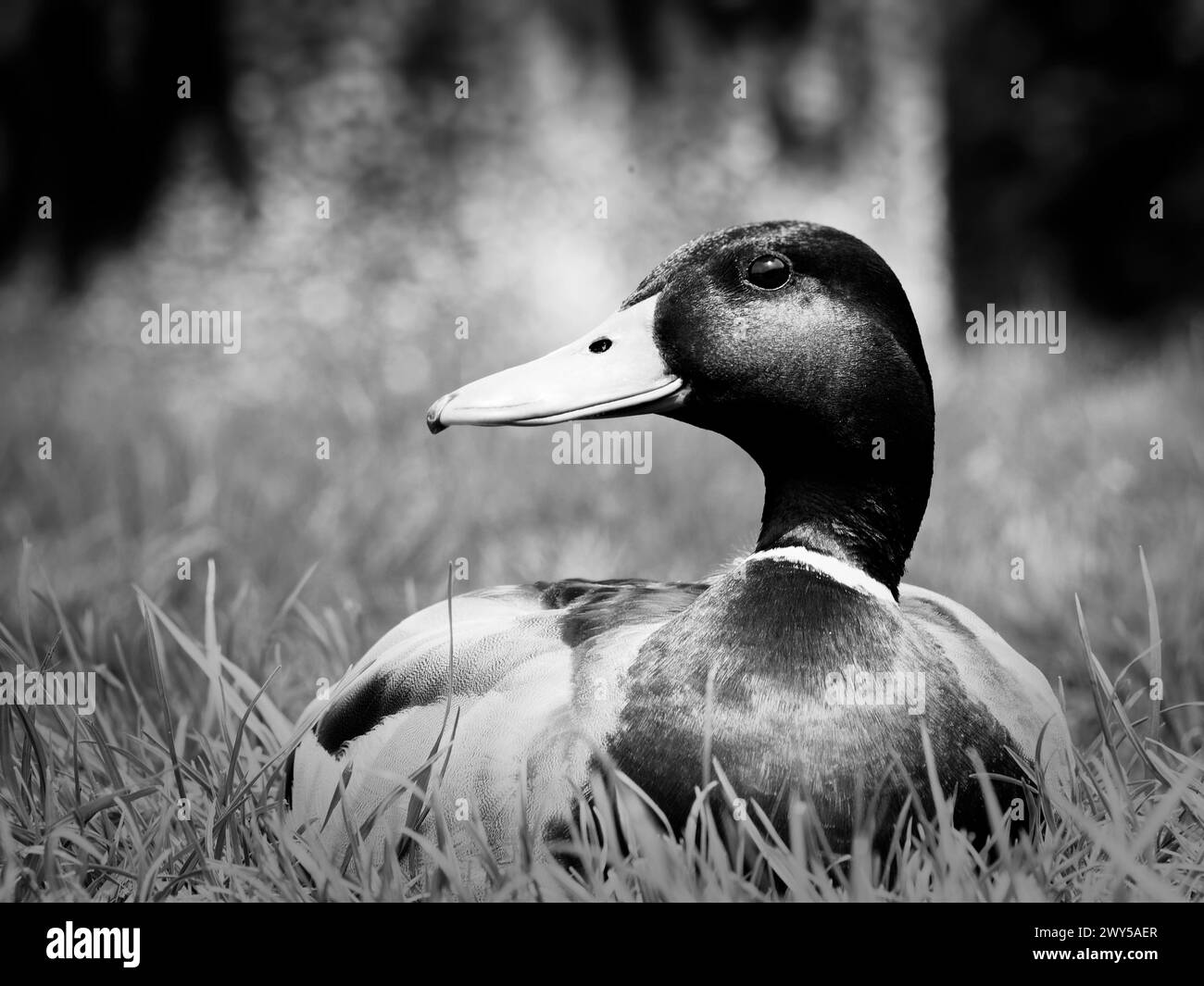 Monochrome image of a duck in grass Stock Photo